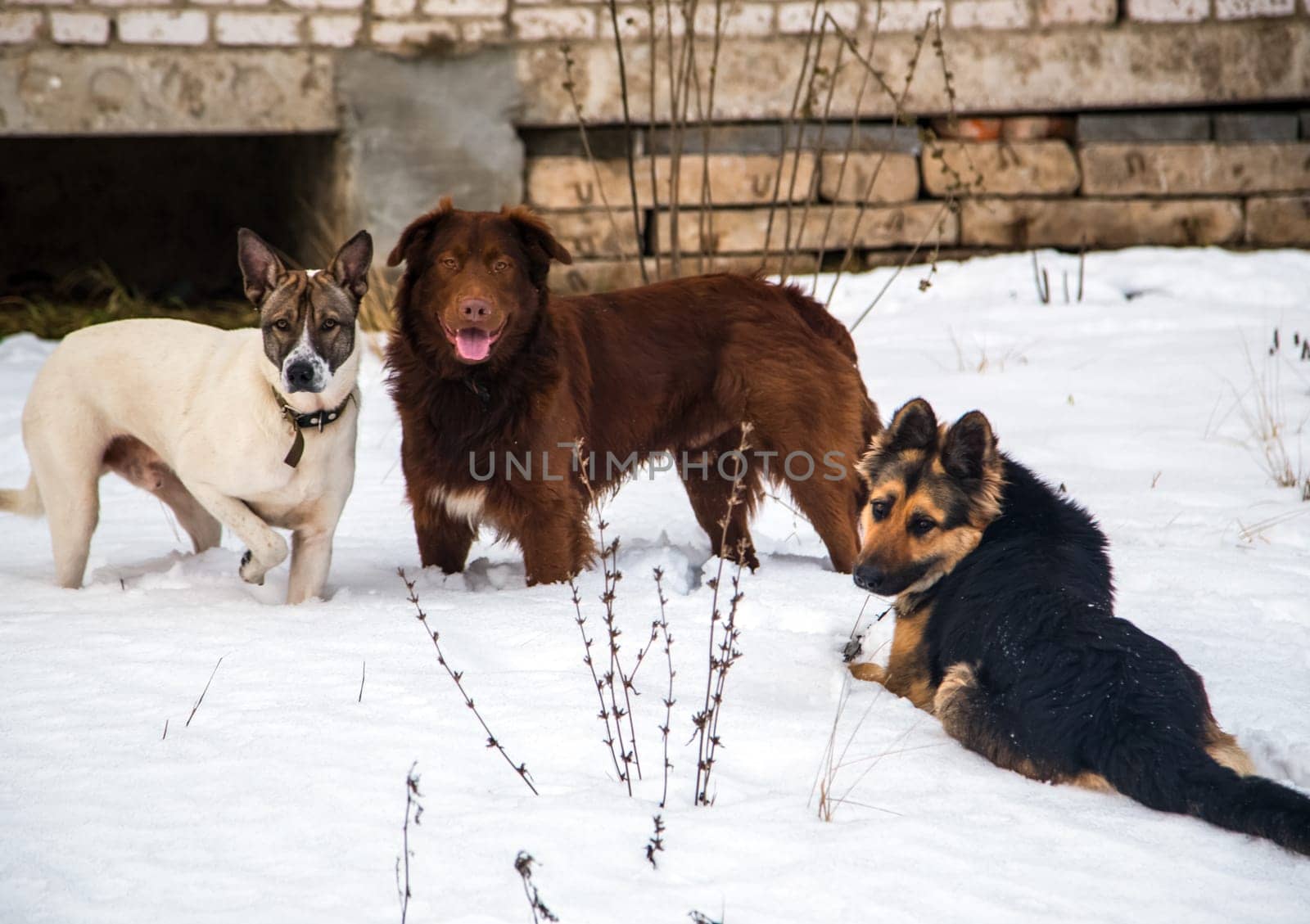 Dog, pet of all people. Dog in winter snow. Street dog walking.