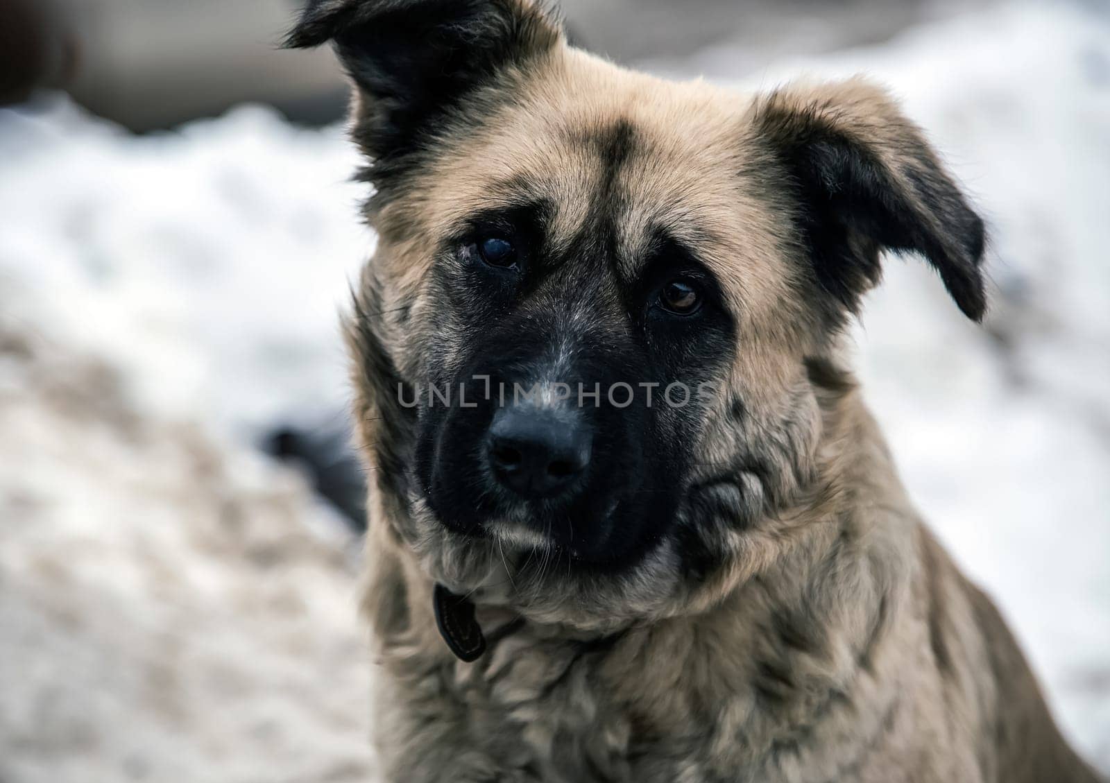 Dog, a pet of all a people.