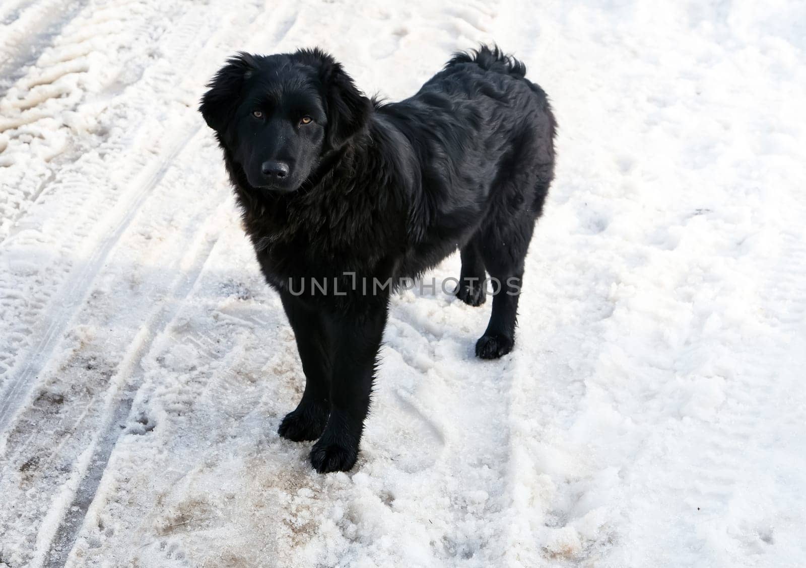 Dog, pet of all people. Dog in winter snow. Street dog walking.