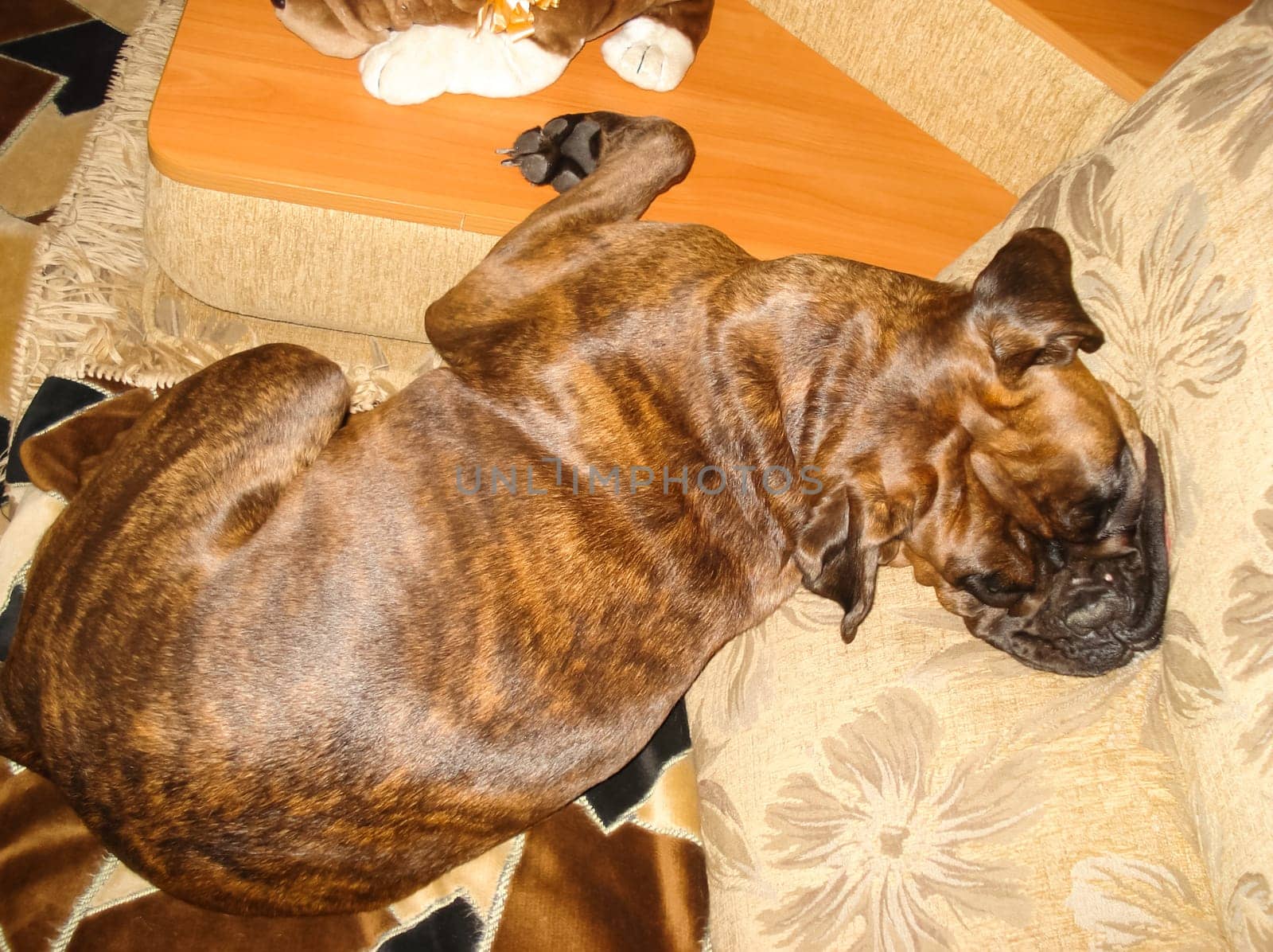 Dog, pet of all people. The dog breed boxer. A funny pet.