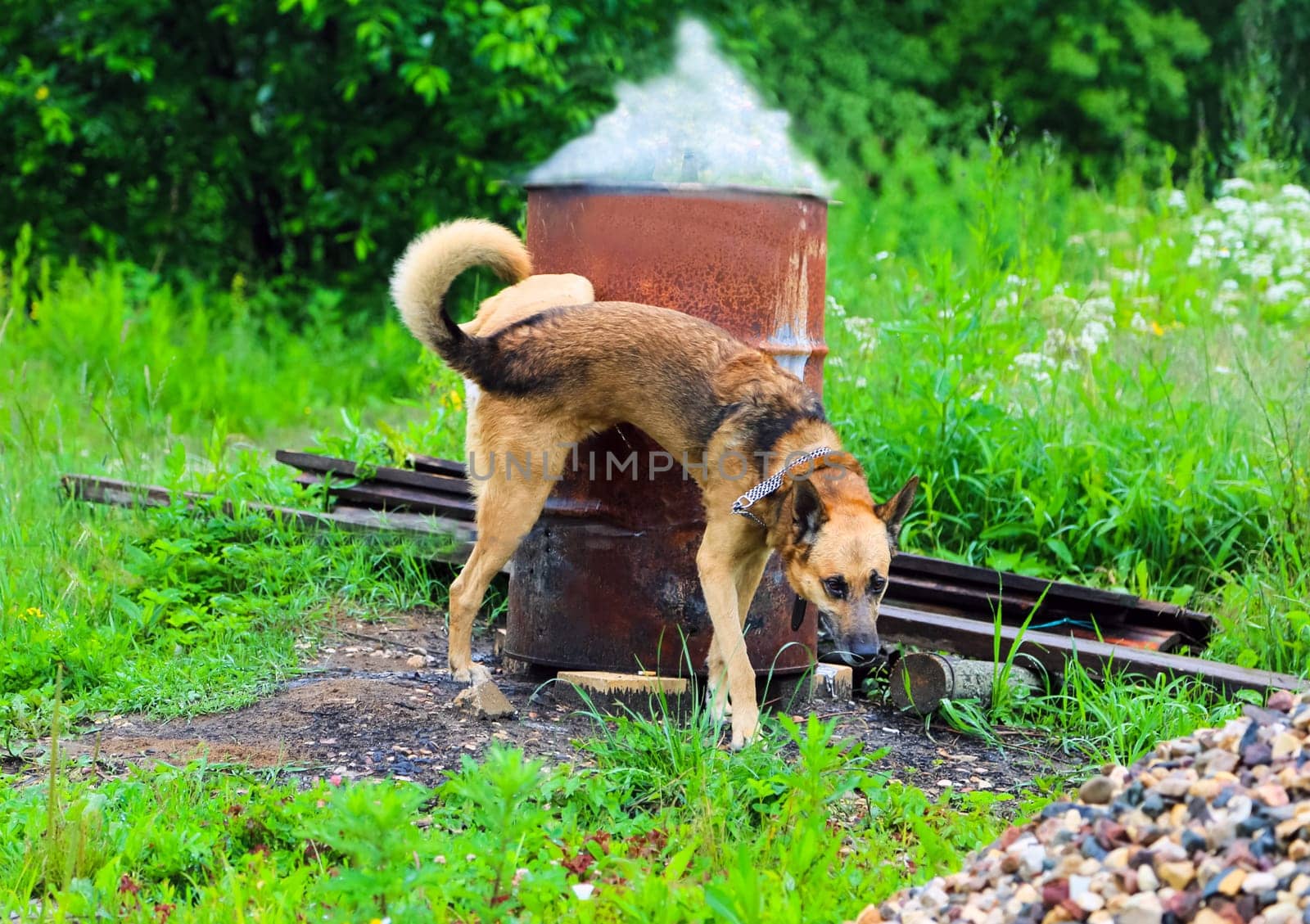 Shepherd Dog breed. Fun and clever pet.