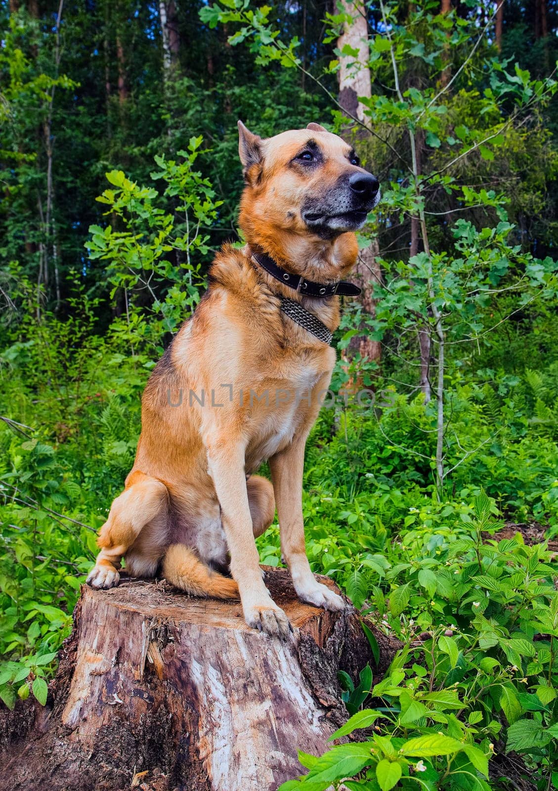 Shepherd Dog breed. Fun and clever pet.