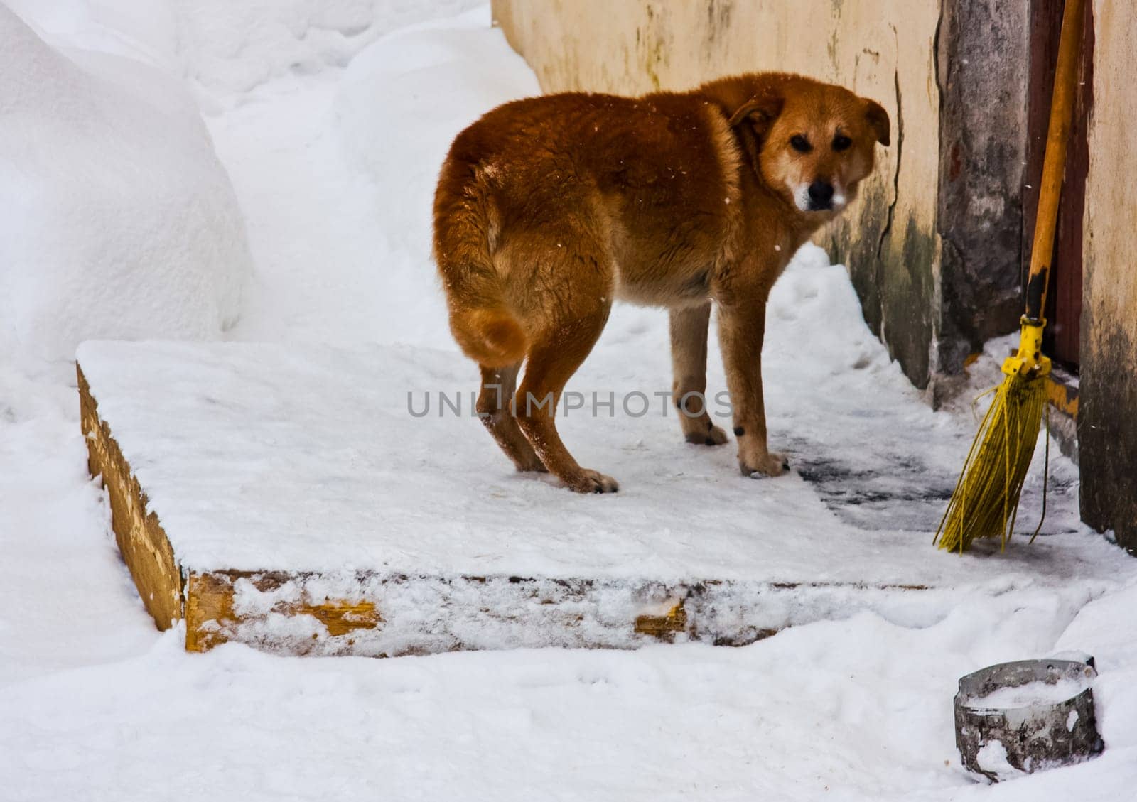Dog, pet of all people. Dog in winter snow. Street dog walking.