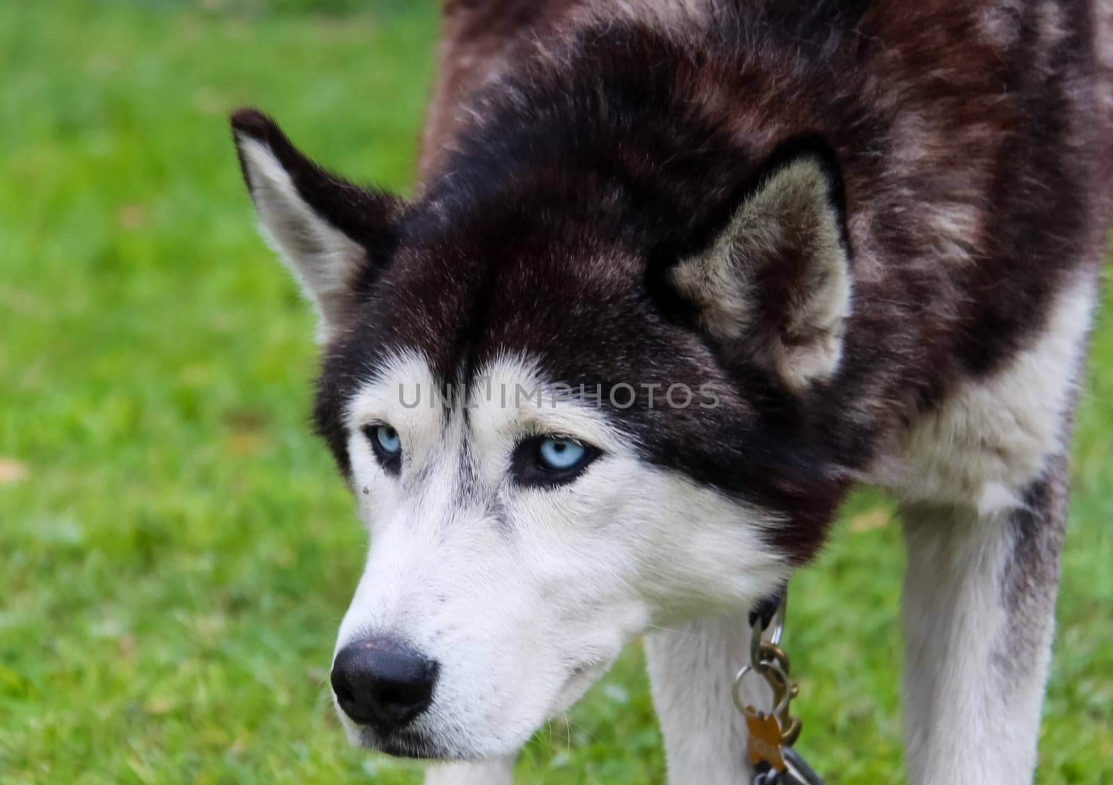 Dog, a pet of all a people.