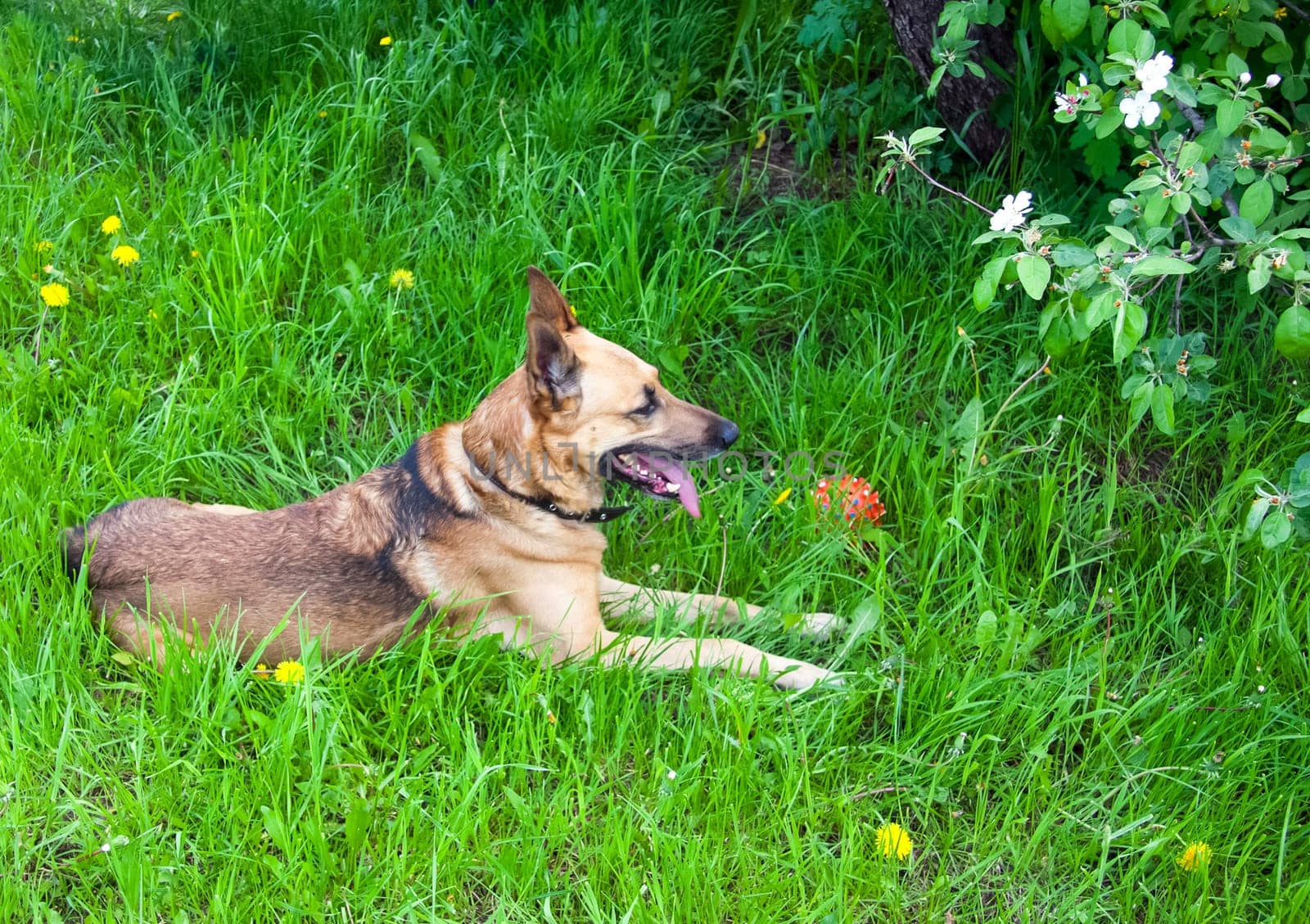 Shepherd Dog breed. Fun and clever pet.