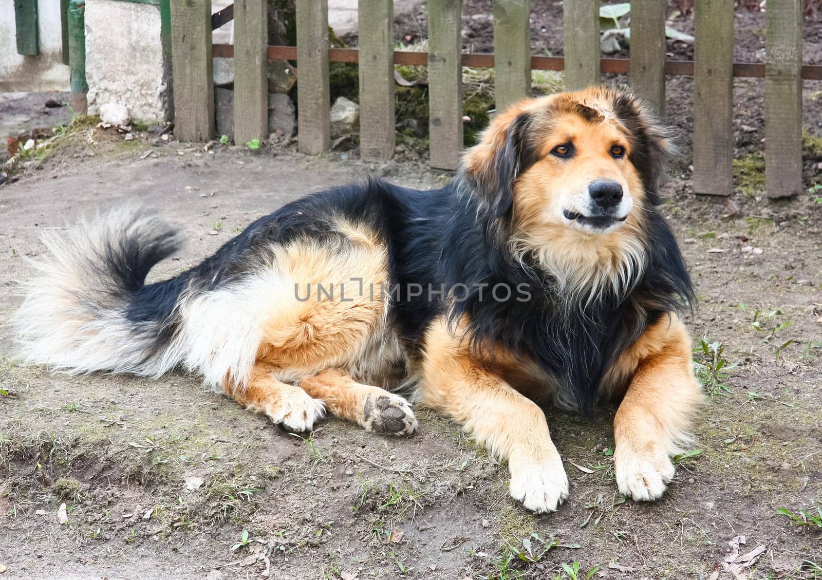 Dog, a pet of all a people.