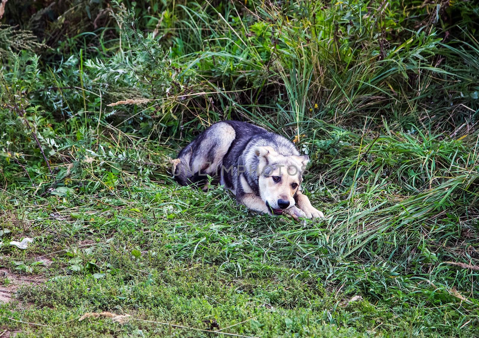 Dog, a pet of all a people.