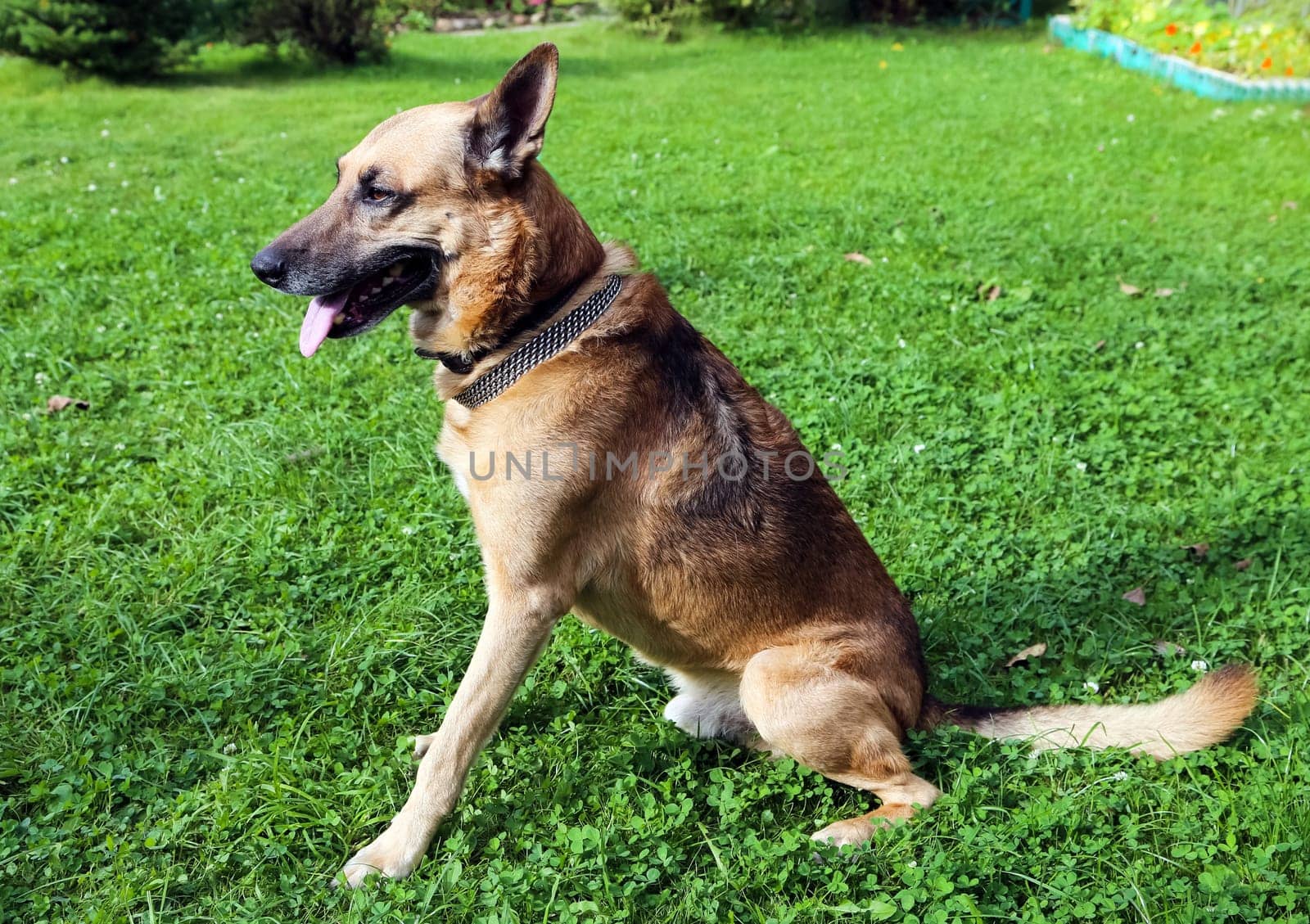 Shepherd Dog breed. Fun and clever pet.