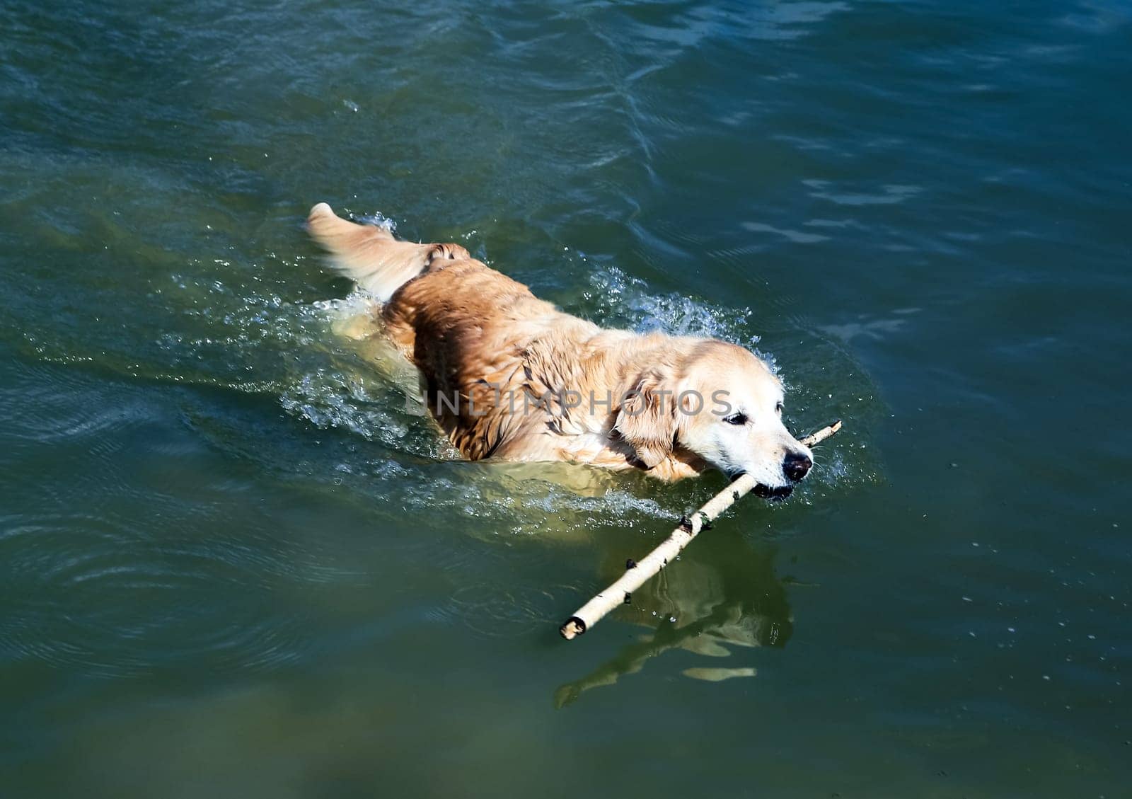 Dog, a pet of all a people.