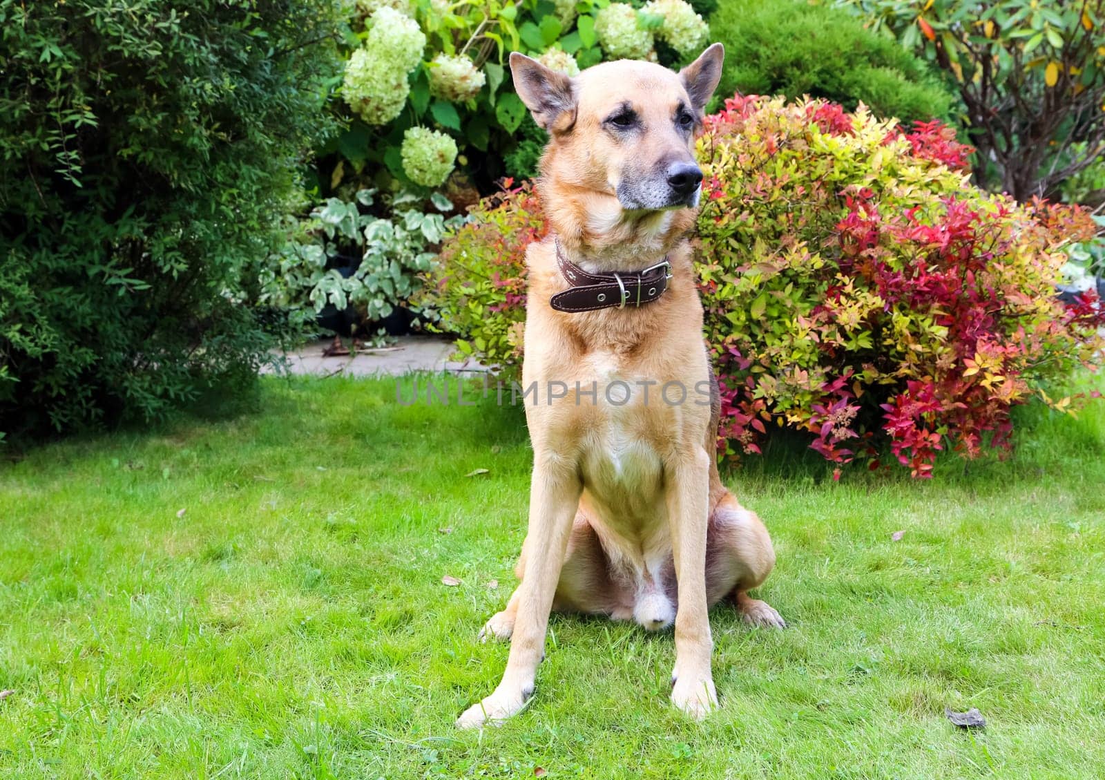 Shepherd Dog breed. Fun and clever pet.