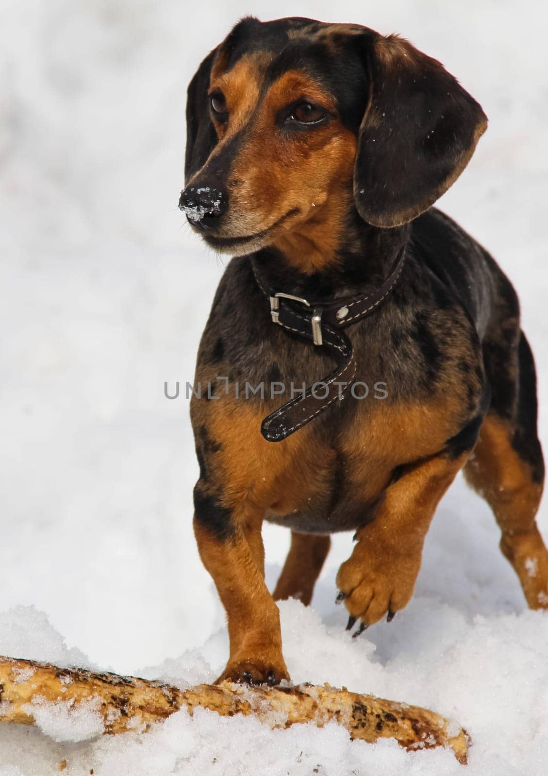 Dog, a pet of all a people.