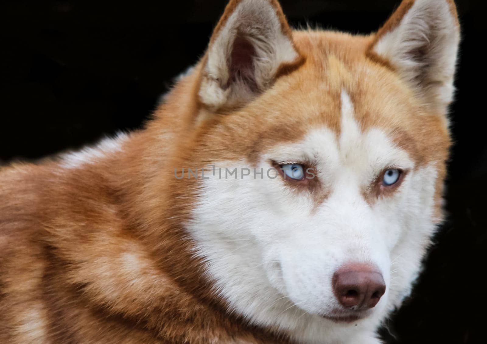 Dog, a pet of all a people.