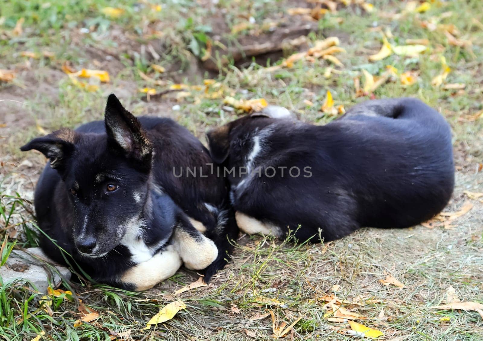 Dog, a pet of all a people.