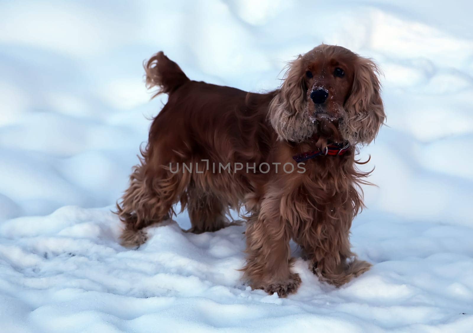 Dog, pet of all people. Dog in winter snow. Street dog walking.