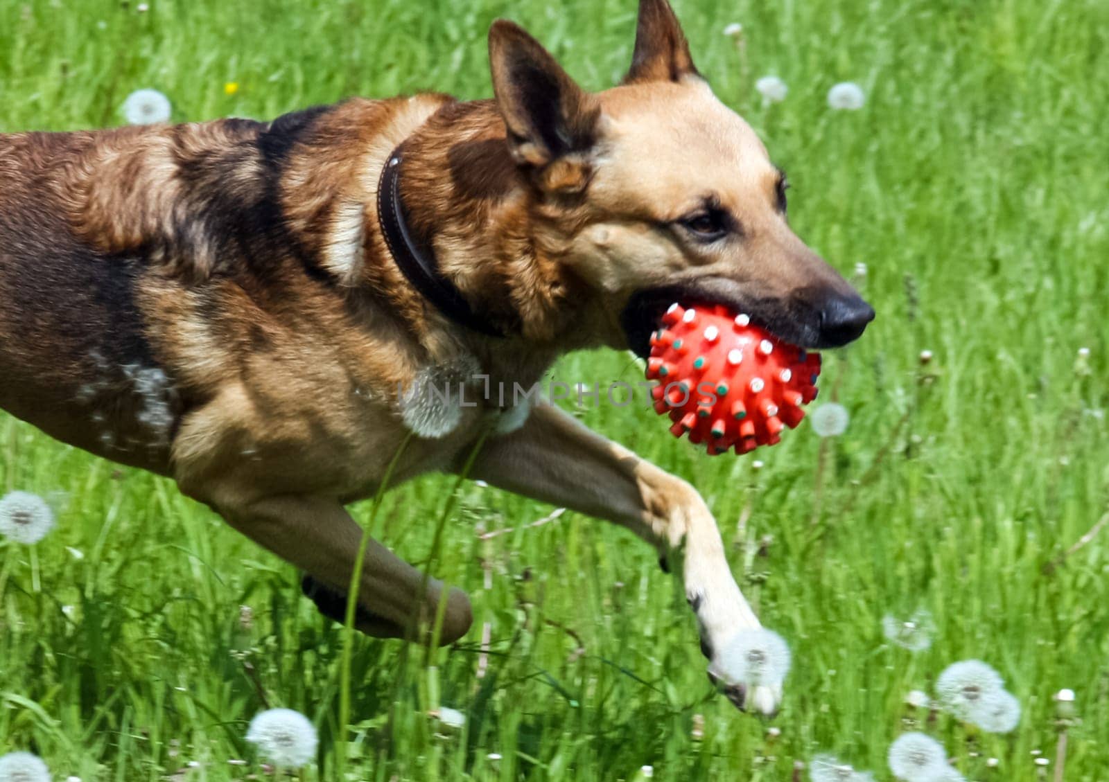 Dog, pet of all people. Shepherd plays with a ball.