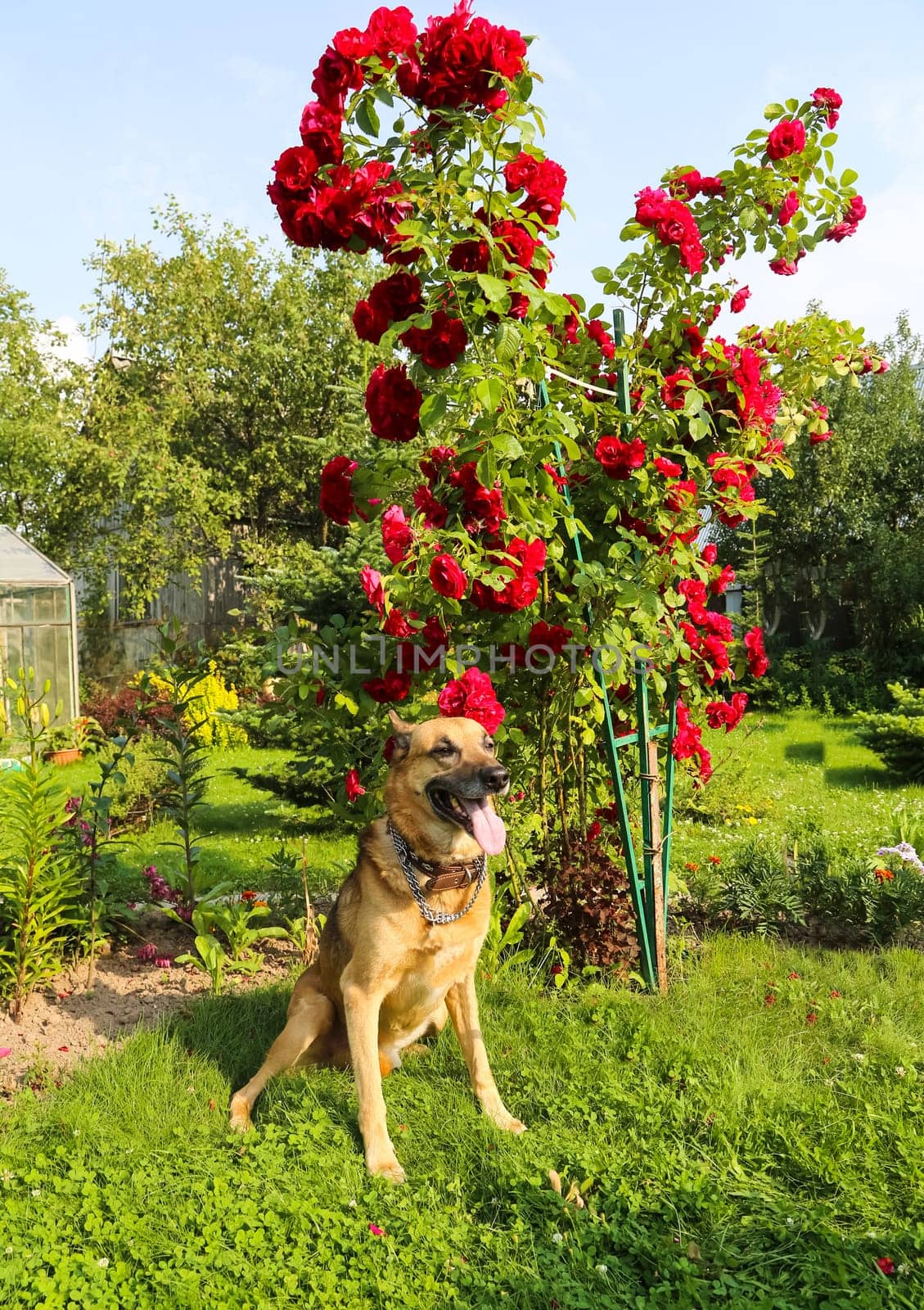 Shepherd Dog breed. Fun and clever pet.