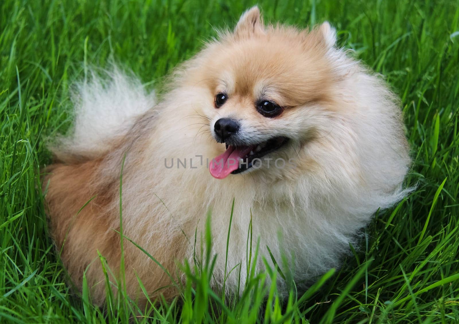 Dog, a pet of all a people.