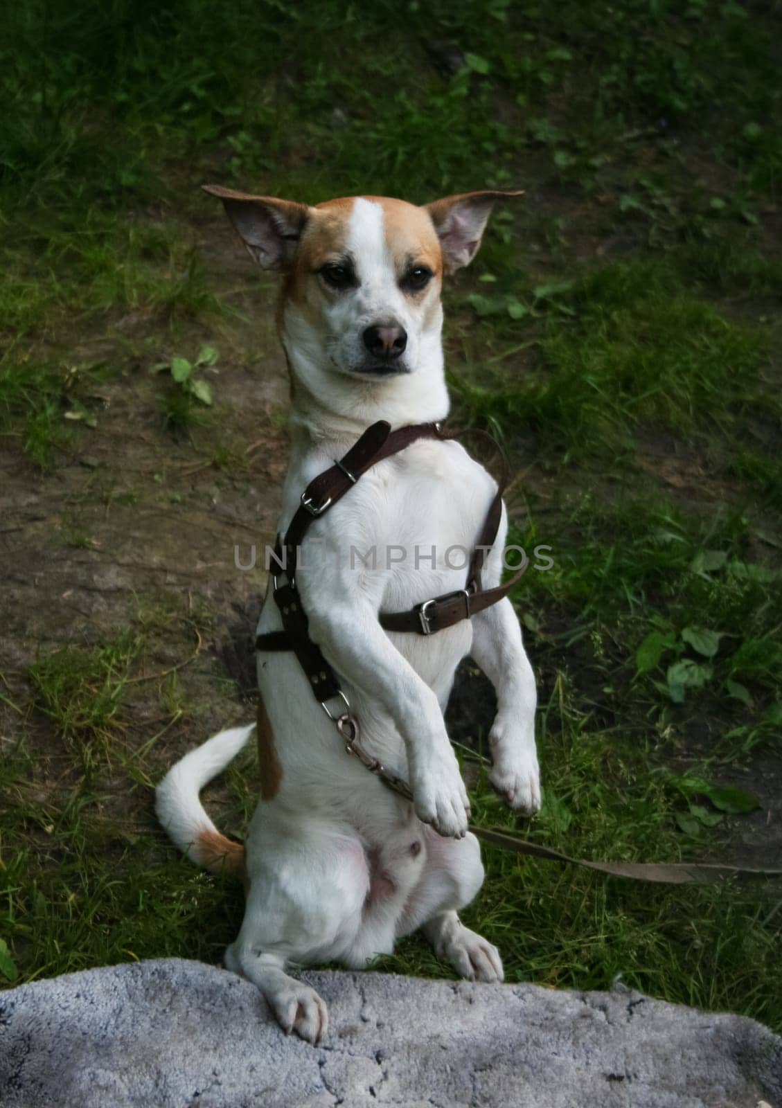 Dog, a pet of all a people.