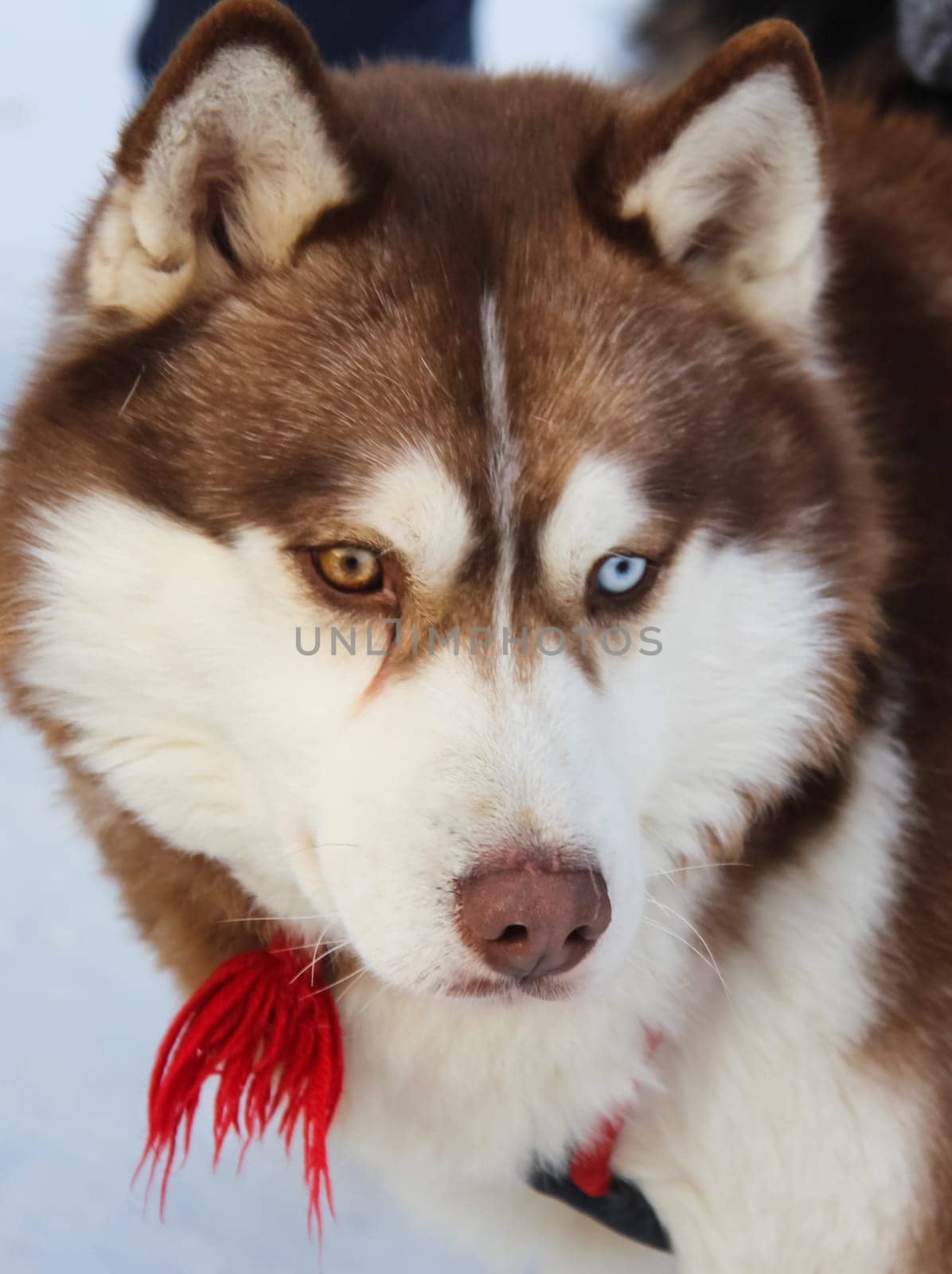 Dog, pet of all people Dog, pet of all people