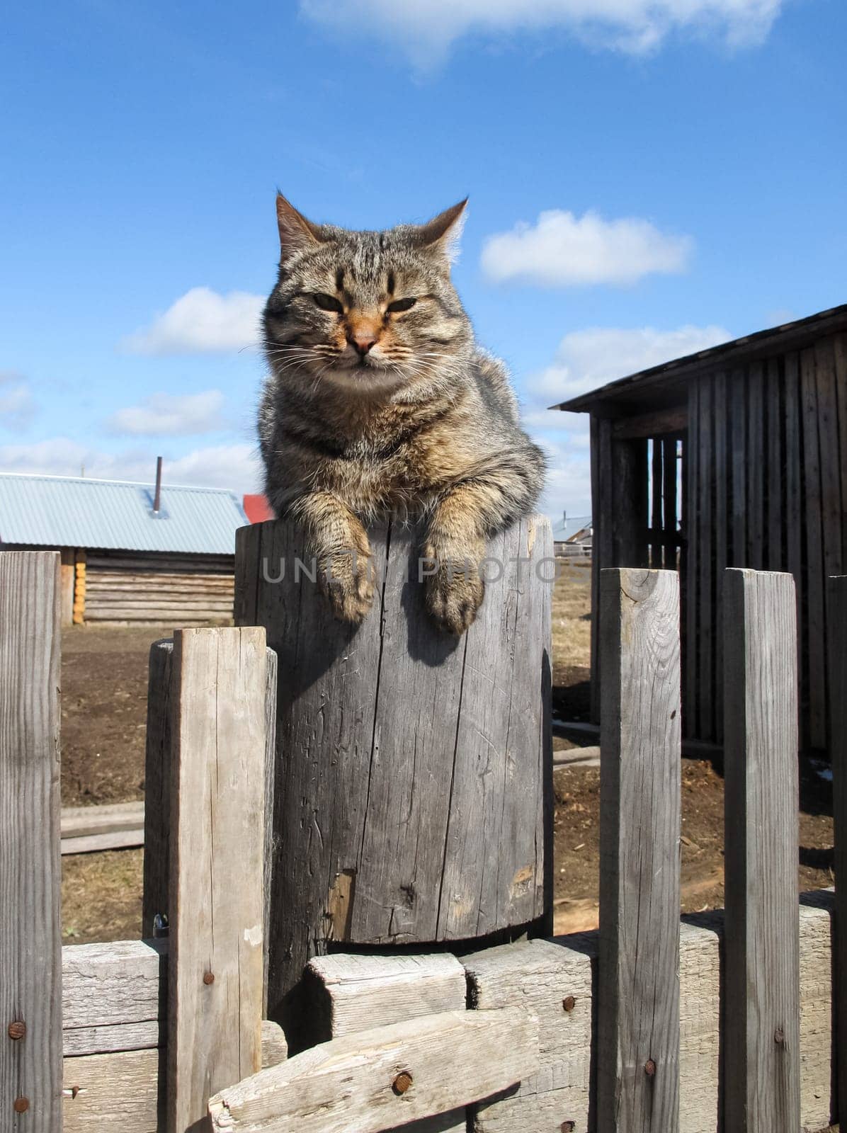 a Cats, lovely fluffy a pets. kitten