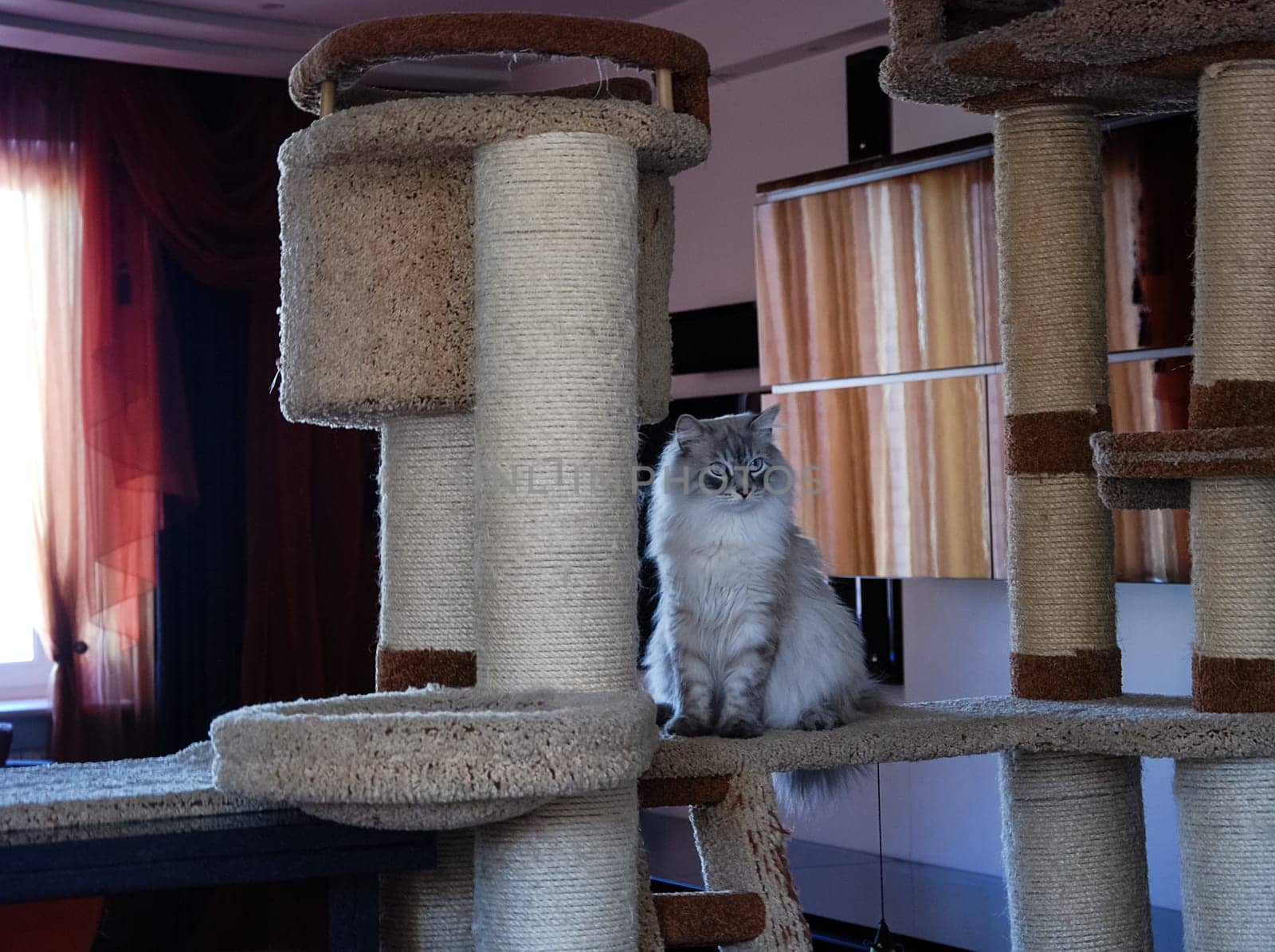 a Cats, lovely fluffy a pets. kitten