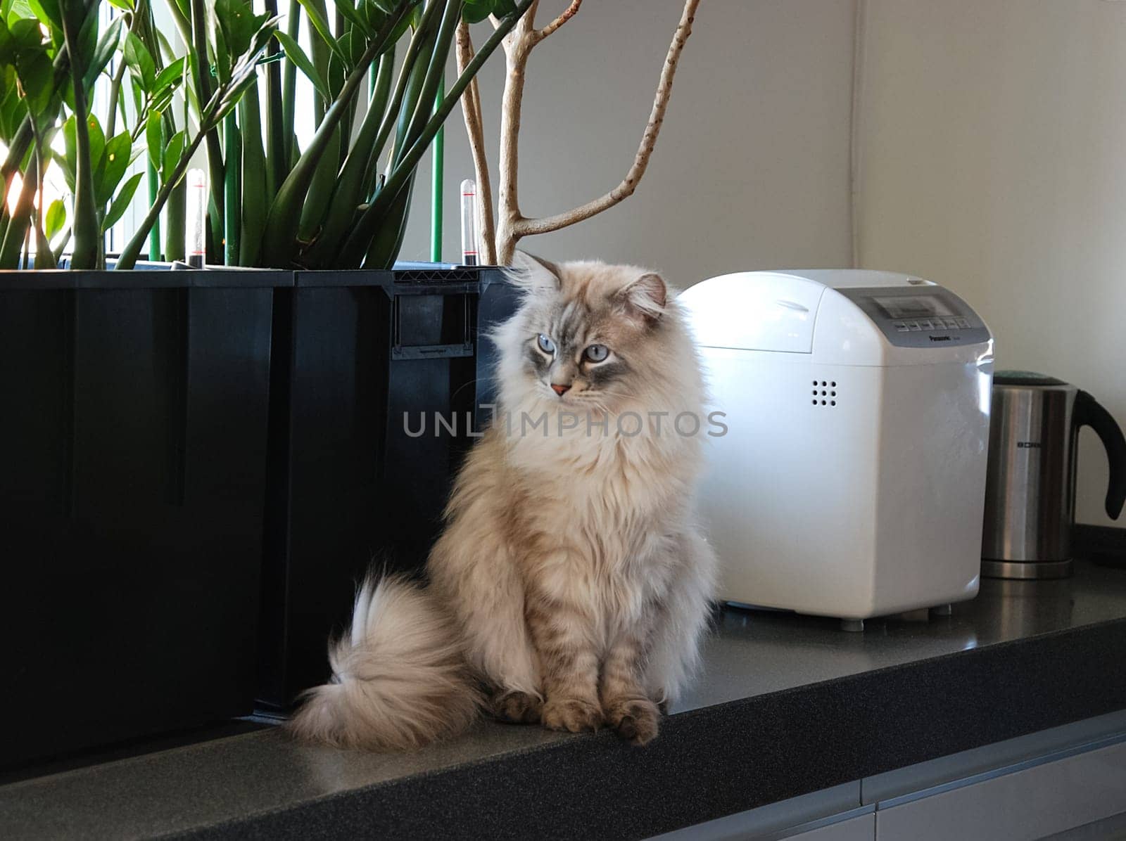 a Cats, lovely fluffy a pets. kitten