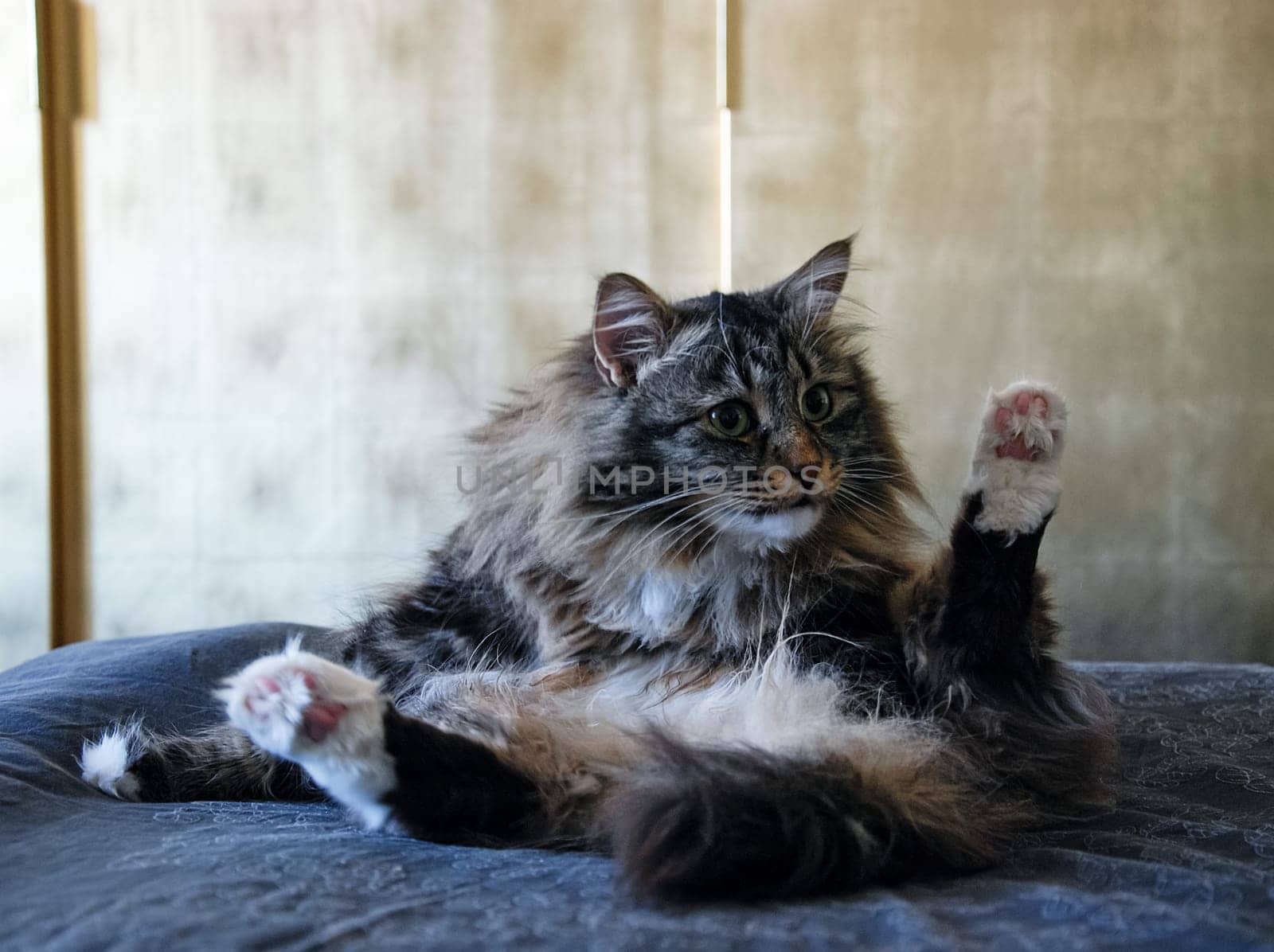 a Cats, lovely fluffy a pets. kitten