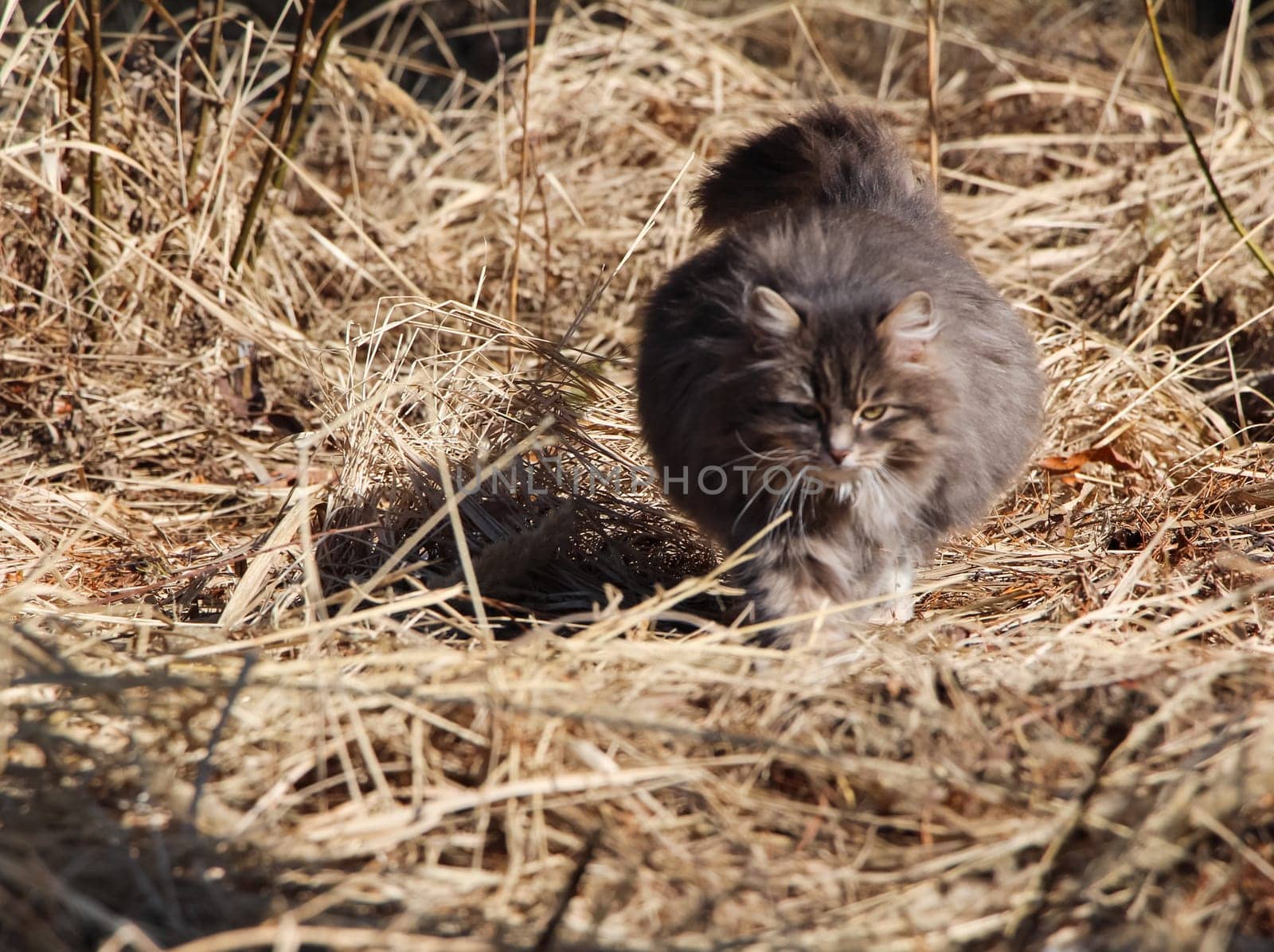 a Cats, lovely fluffy a pets. kitten