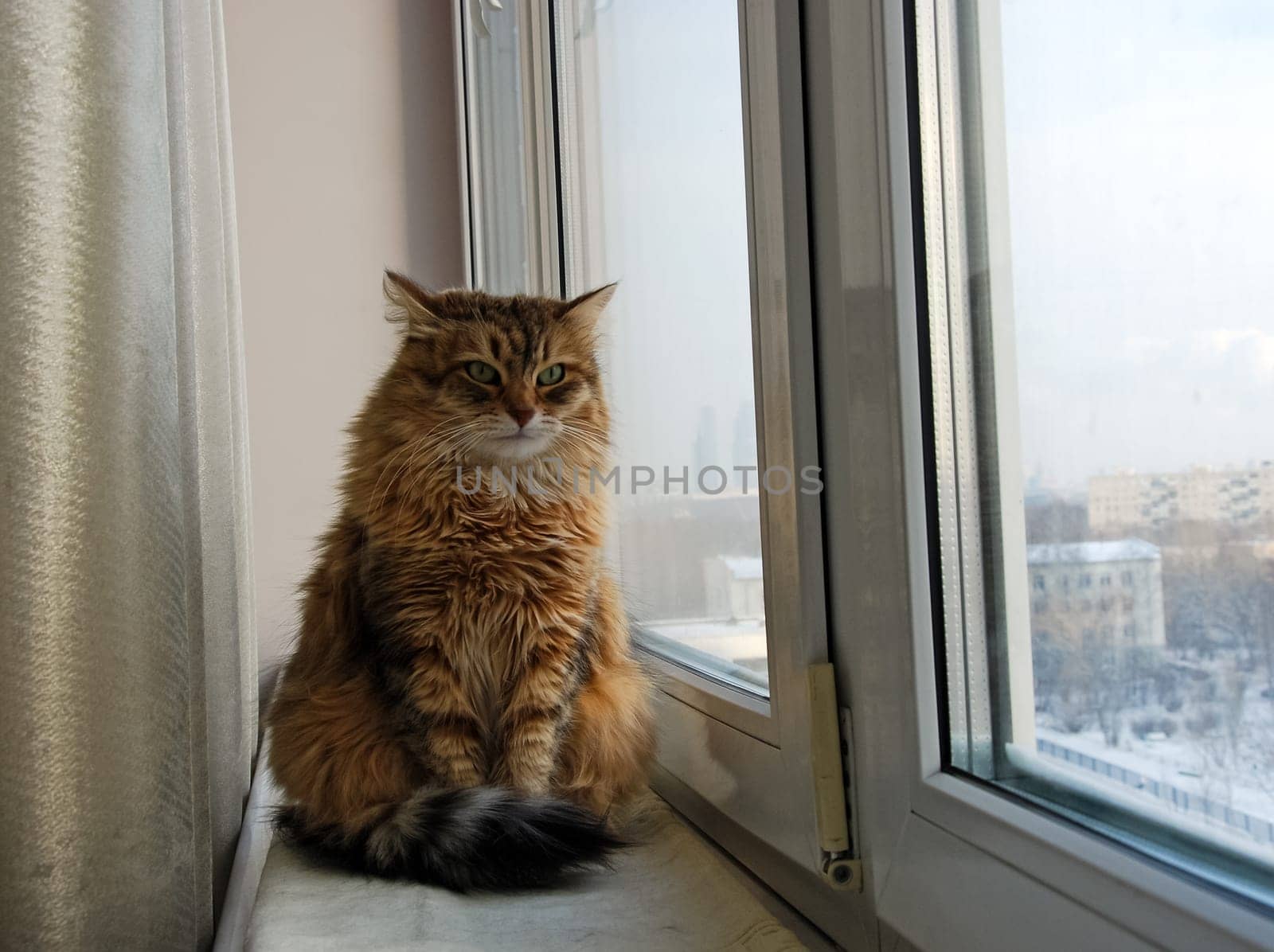 a Cats, lovely fluffy a pets. kitten