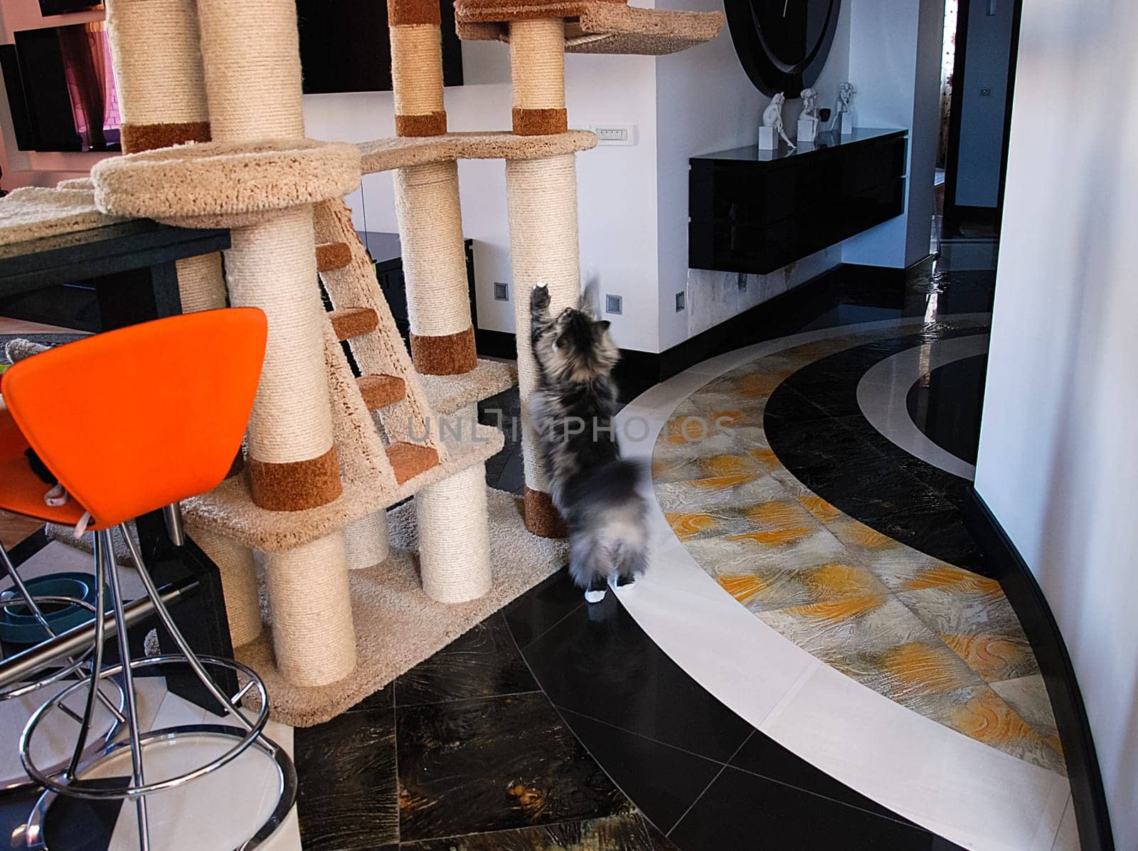 a Cats, lovely fluffy a pets. kitten