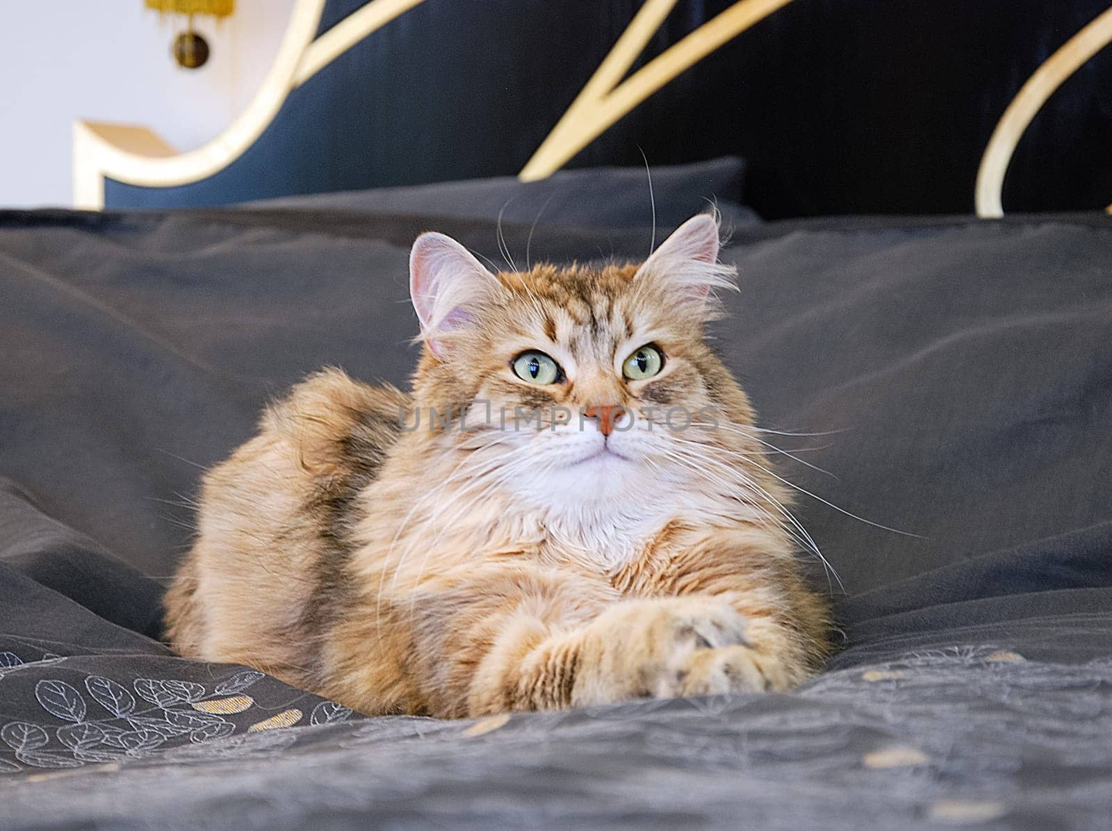 a Cats, lovely fluffy a pets. kitten