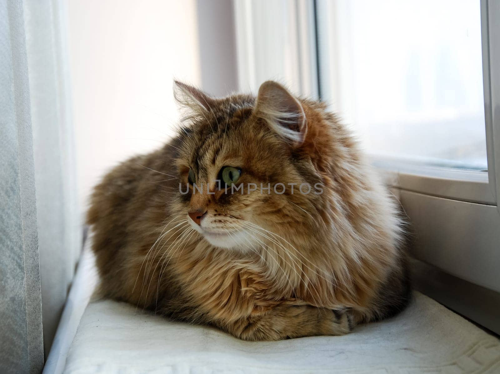 a Cats, lovely fluffy a pets. kitten