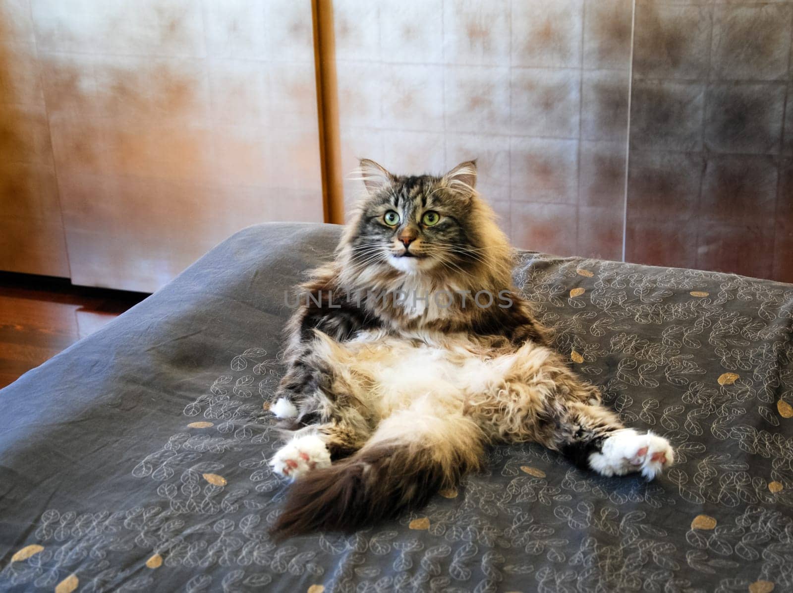 a Cats, lovely fluffy a pets. kitten