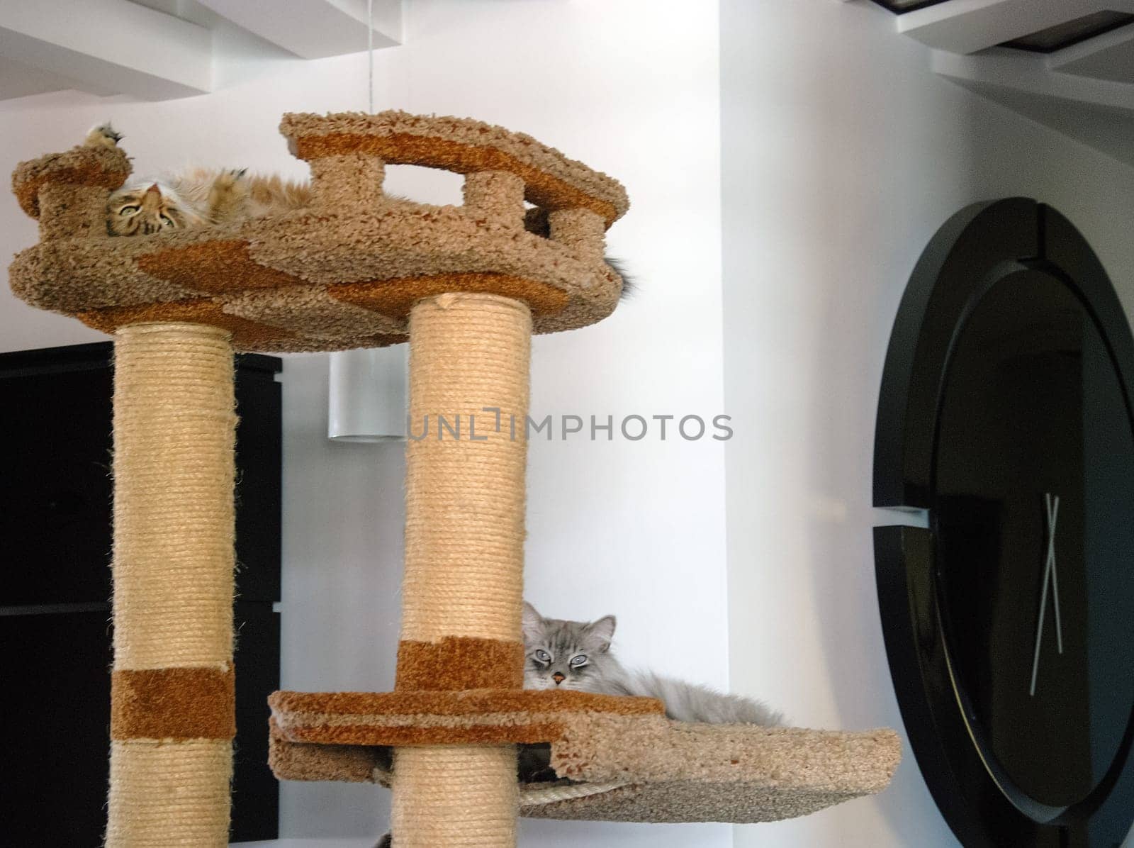 a Cats, lovely fluffy a pets. kitten