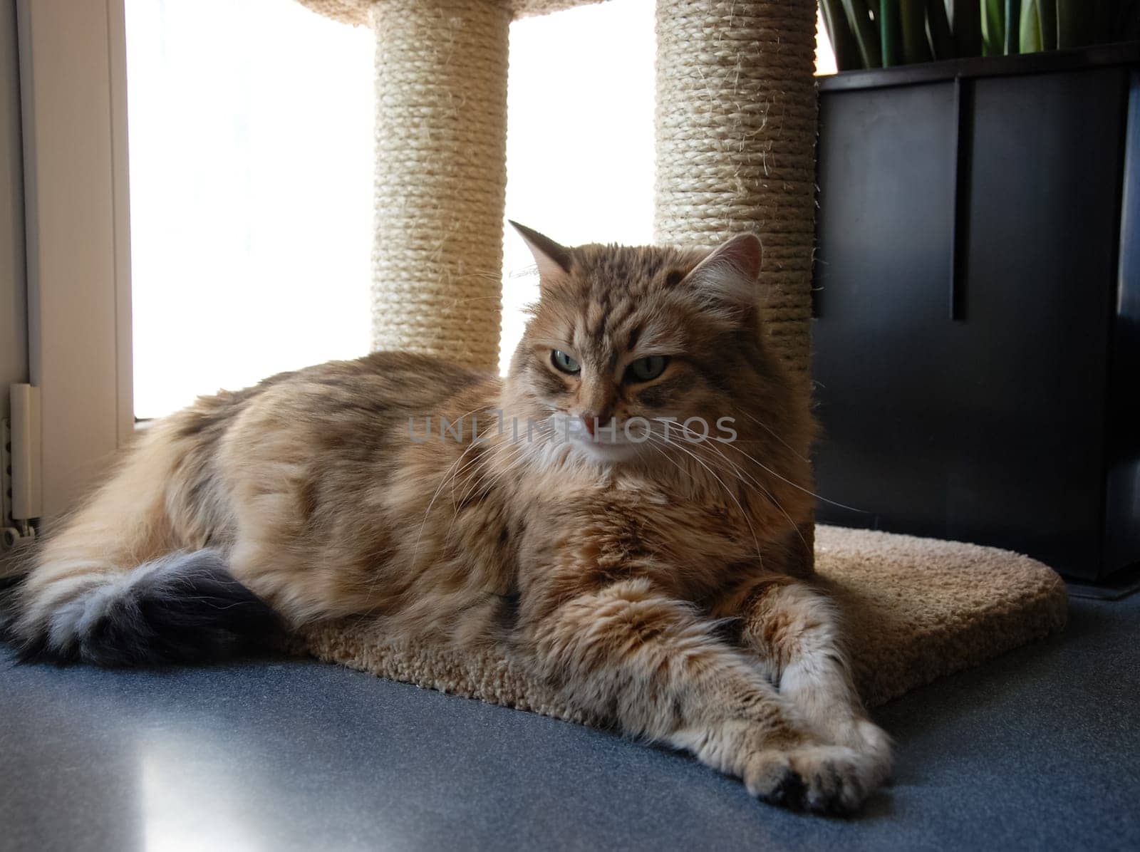 a Cats, lovely fluffy a pets. kitten