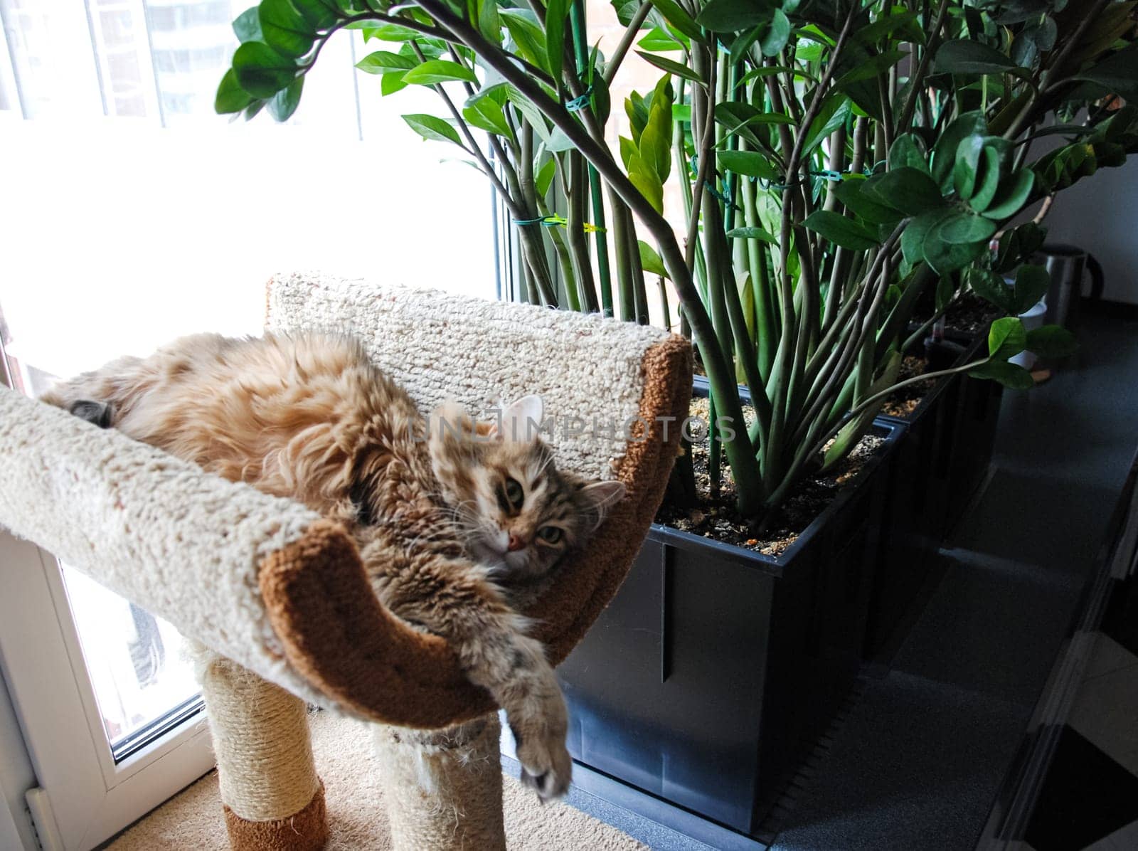 a Cats, lovely fluffy a pets. kitten