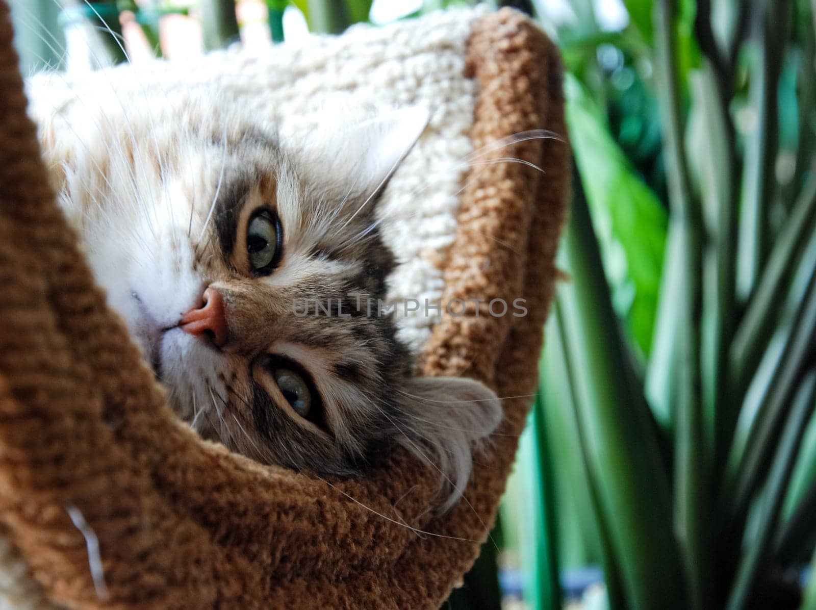 a Cats, lovely fluffy a pets. kitten