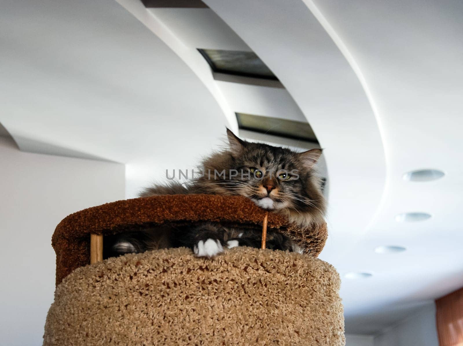 a Cats, lovely fluffy a pets. kitten