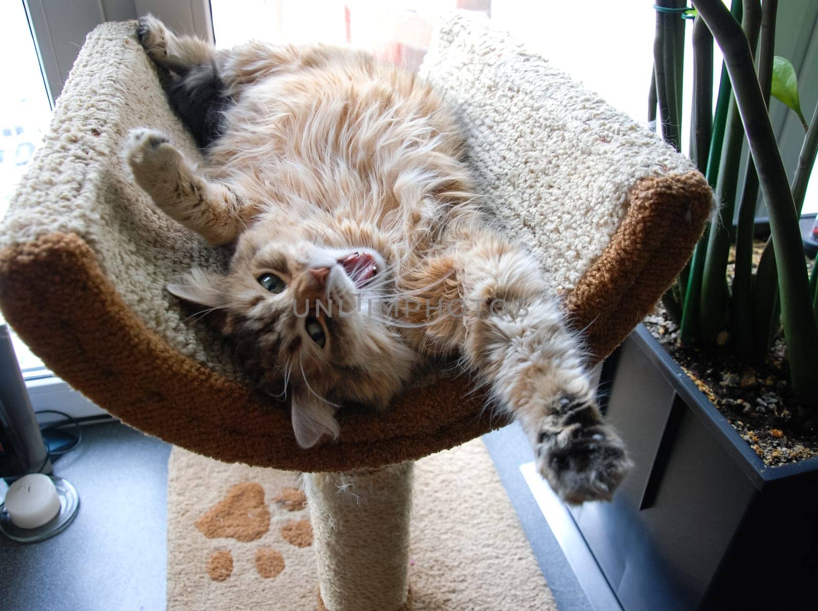 a Cats, lovely fluffy a pets. kitten