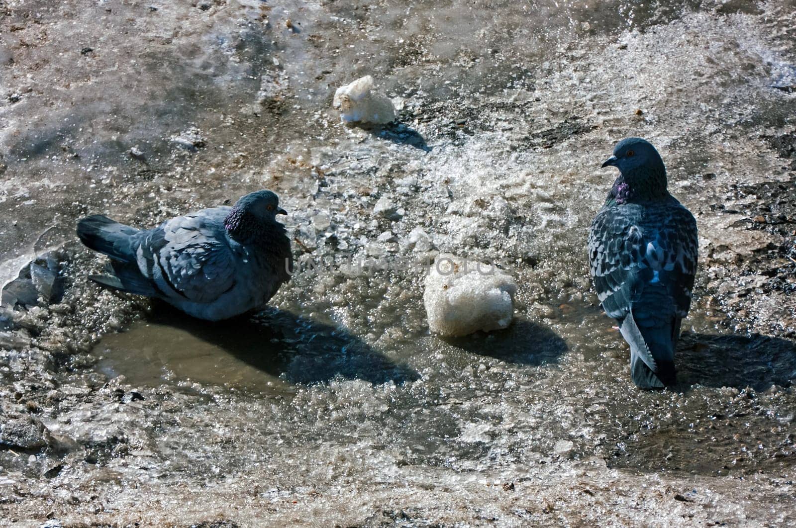 Common blue-gray doves in the city. Bird, who lives next to the man.