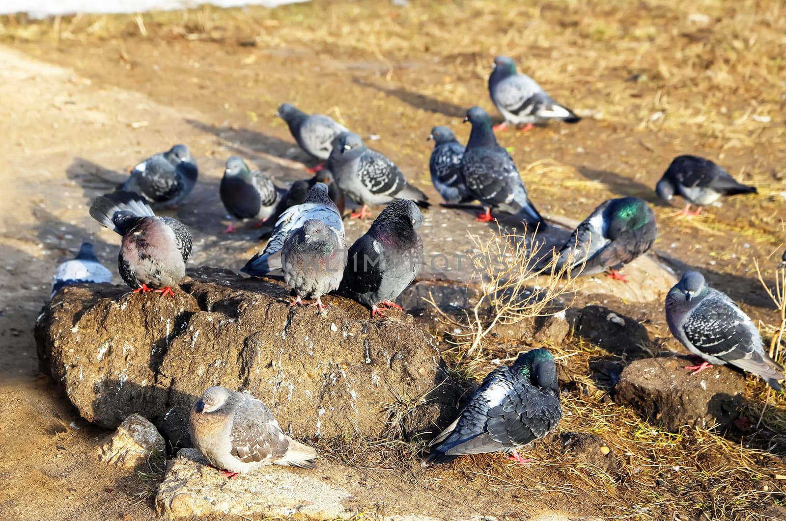 Common blue-gray doves in the city. Bird, who lives next to the man.