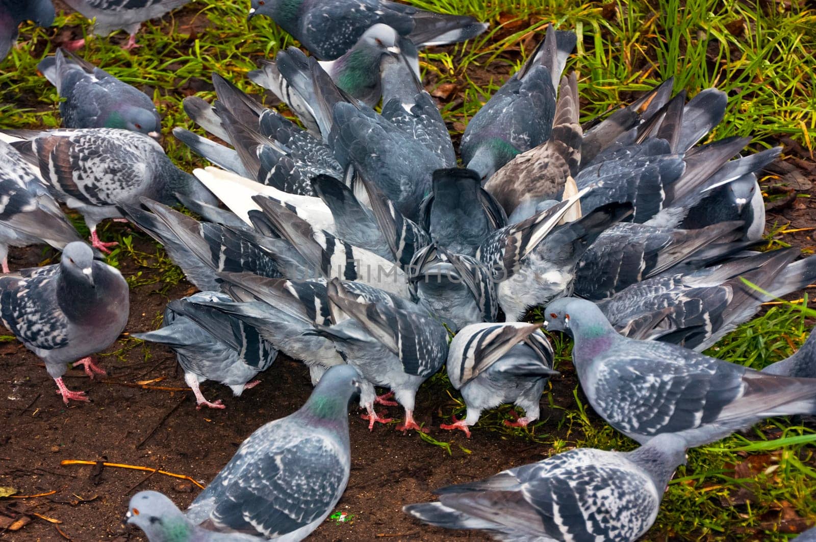 Common blue-gray doves in the city. Bird, who lives next to the man.