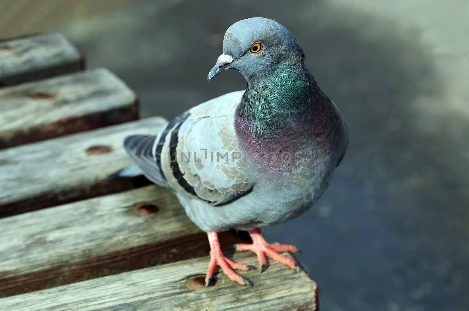 Common blue-gray doves in the city. Bird, who lives next to the man.