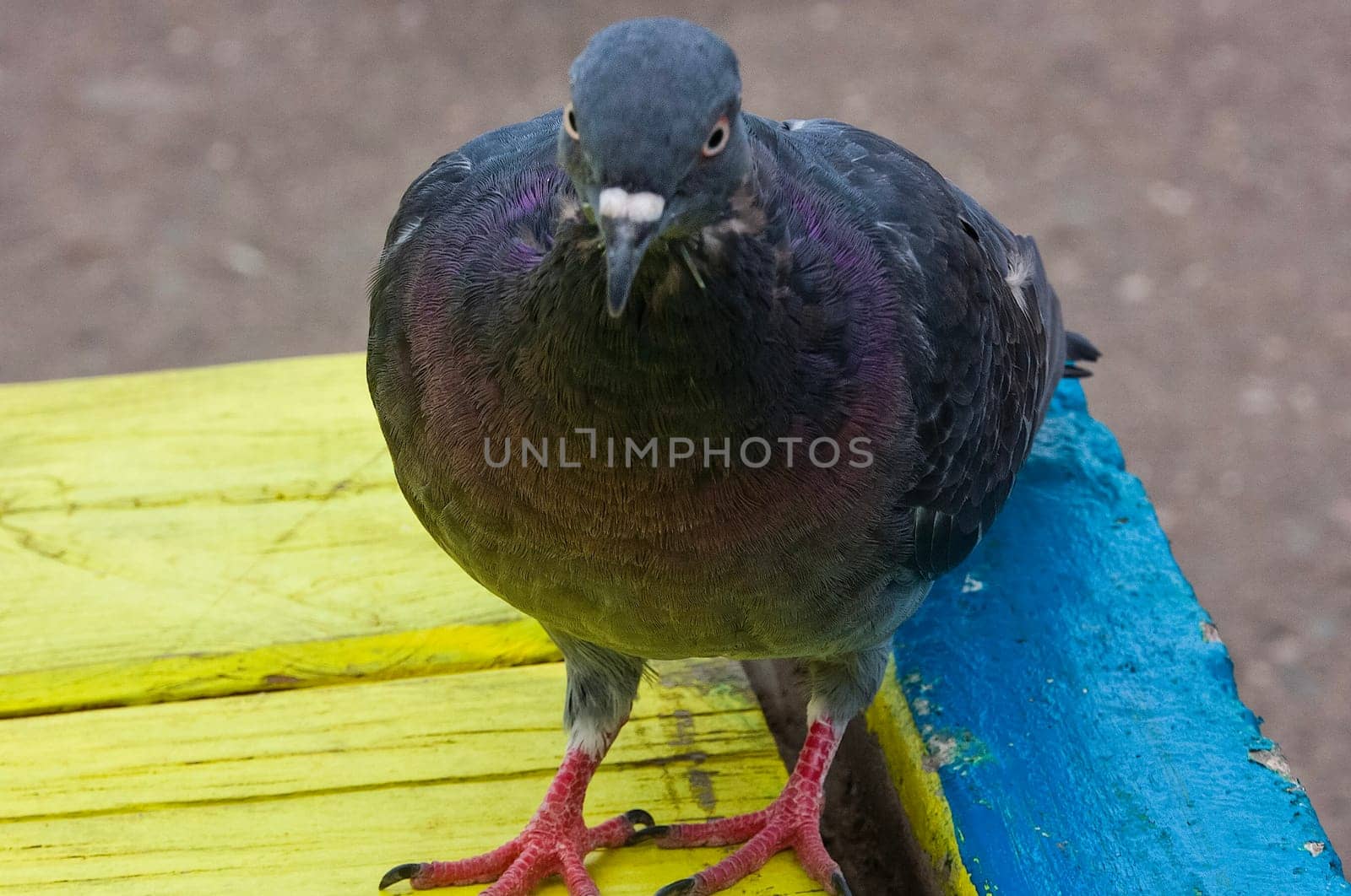 Common blue-gray doves in the city. Bird, who lives next to the man. Single pigeon sitting.