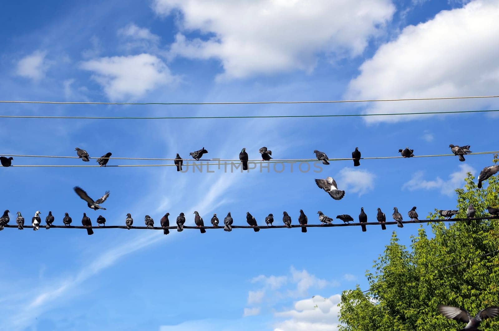 Common blue-gray doves in the city. Bird, who lives next to the man.