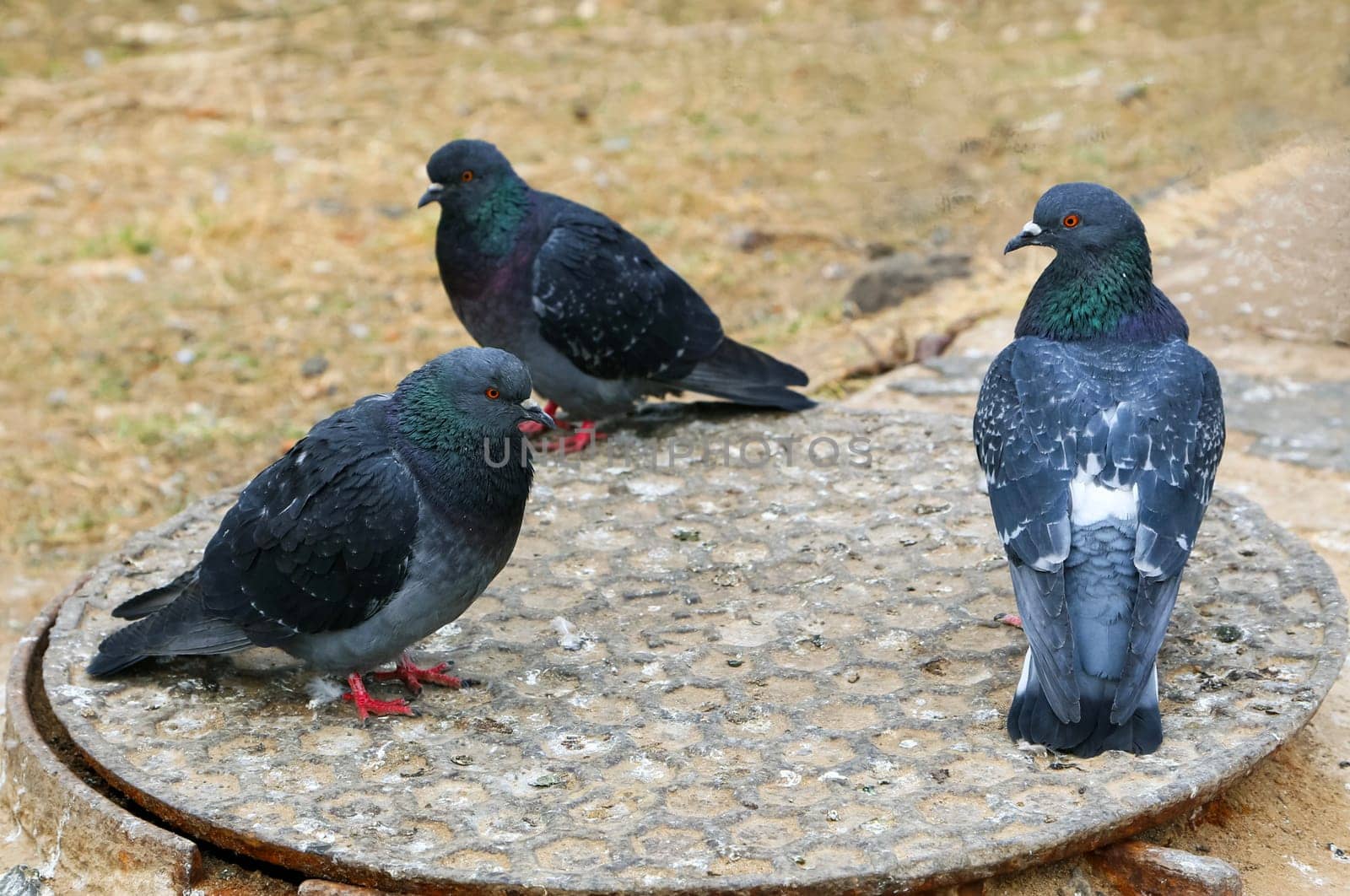 Common blue-gray doves in the city. Bird, who lives next to the man.