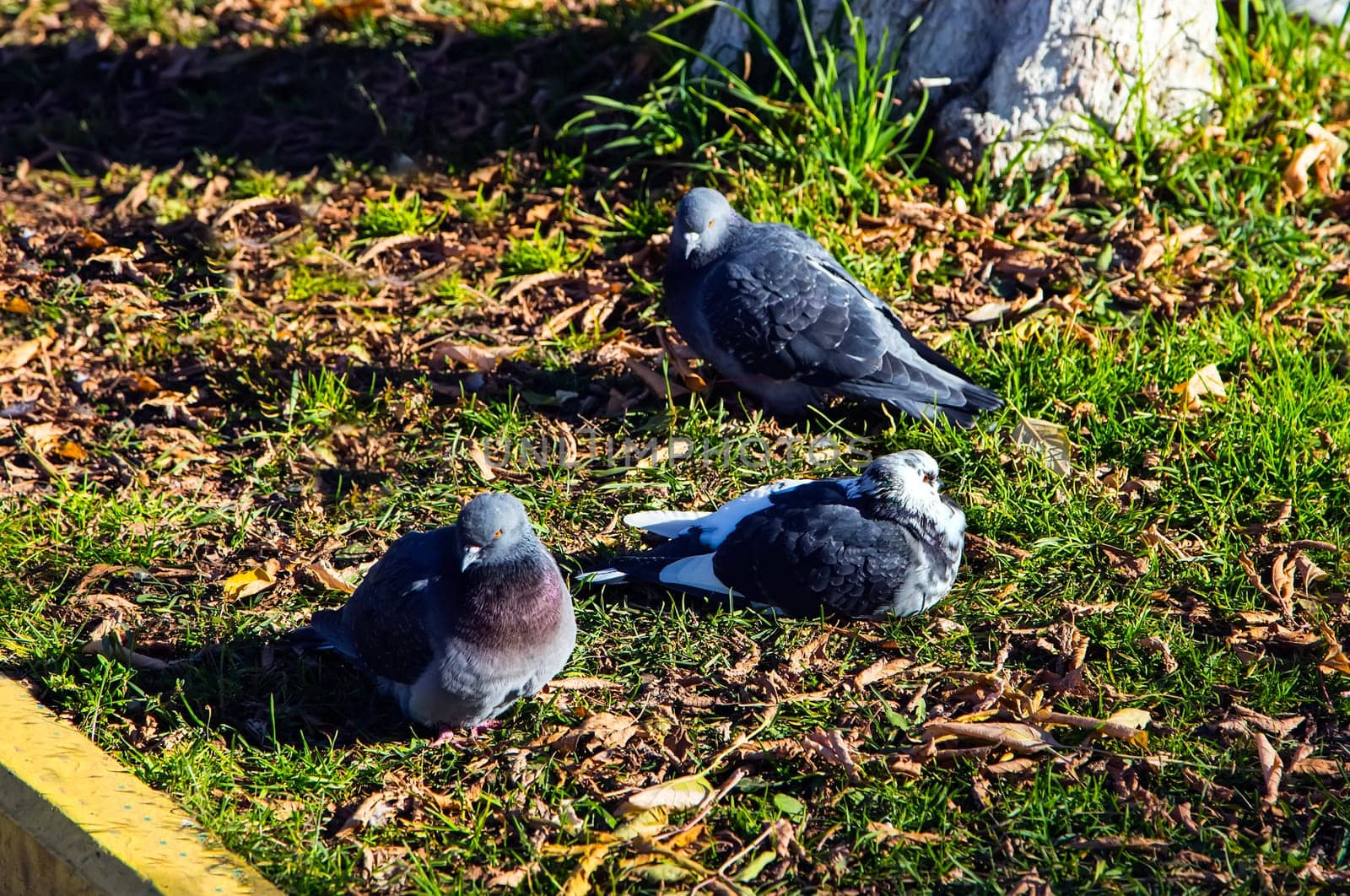 Common blue-gray doves in the city. Bird, who lives next to the man.