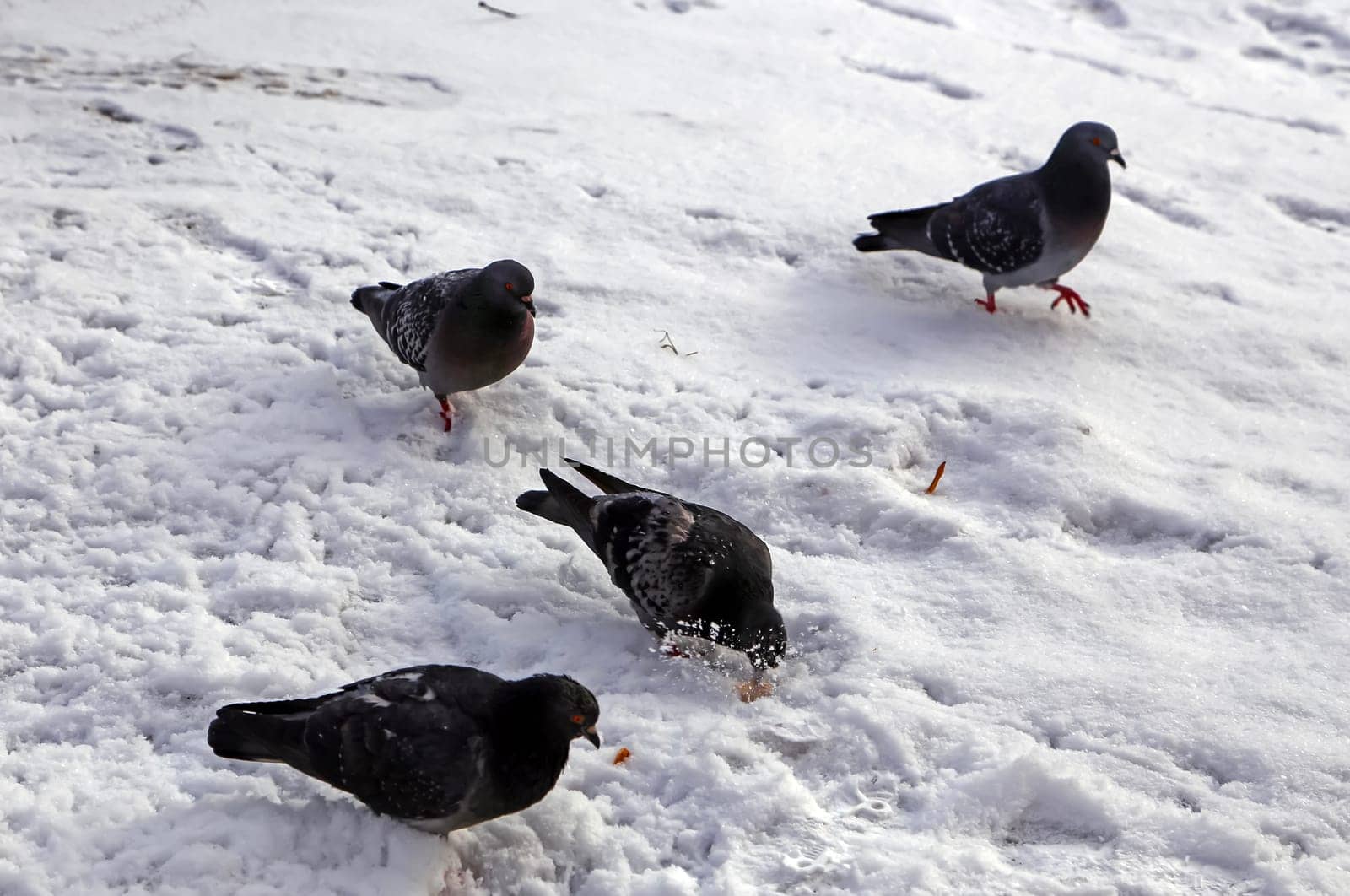 Common blue-gray doves in the city. Bird, who lives next to the man.