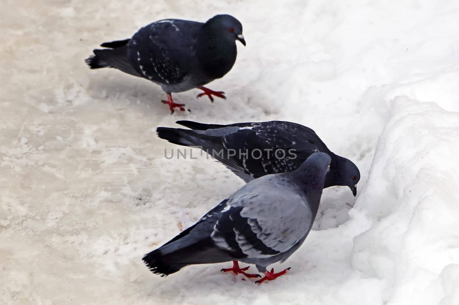 Common blue-gray doves in the city. Bird, who lives next to the man.