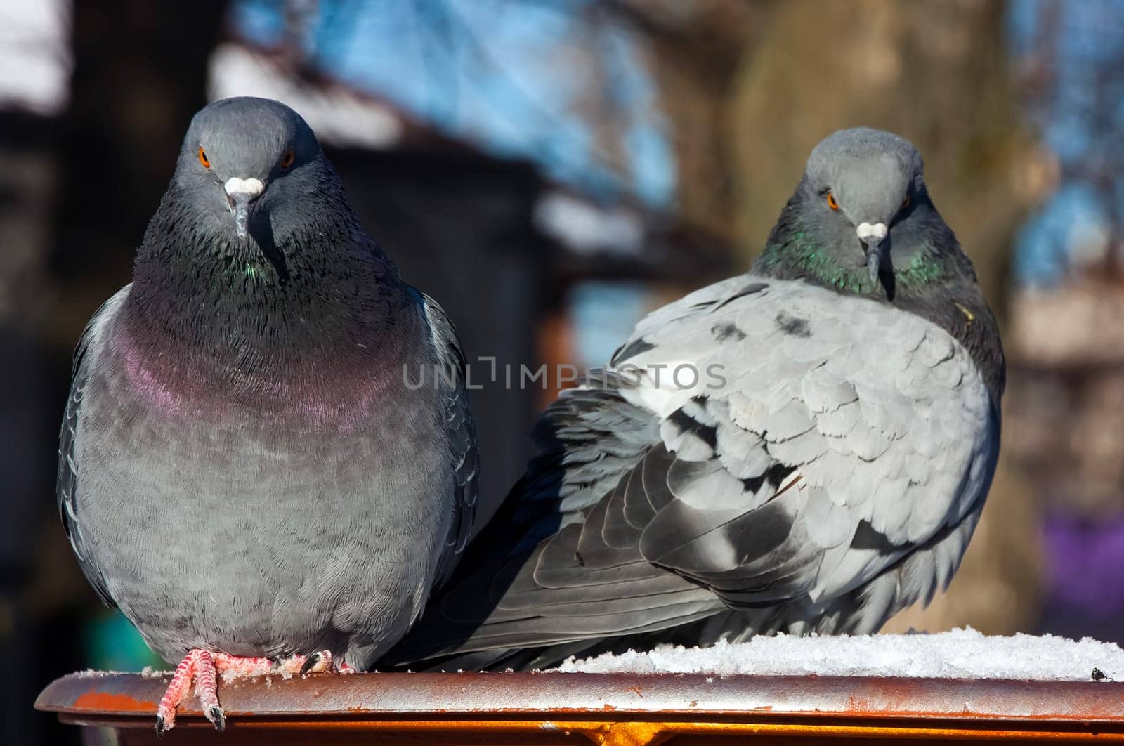 Common blue-gray doves in the city. Bird, who lives next to the man.